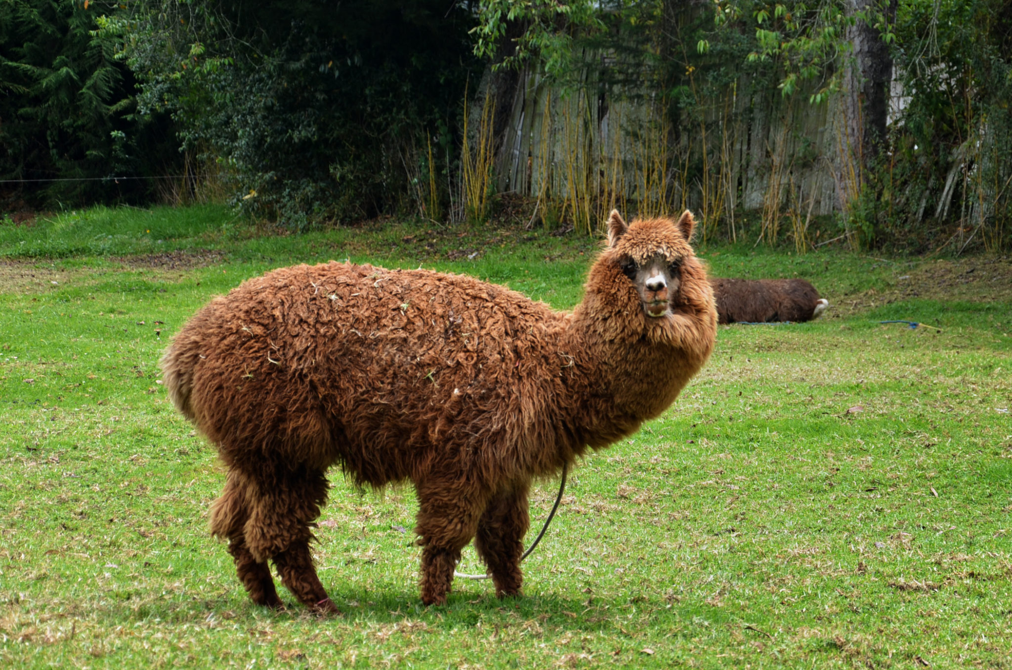 Alpakas gehören zu Ecuador einfach dazu