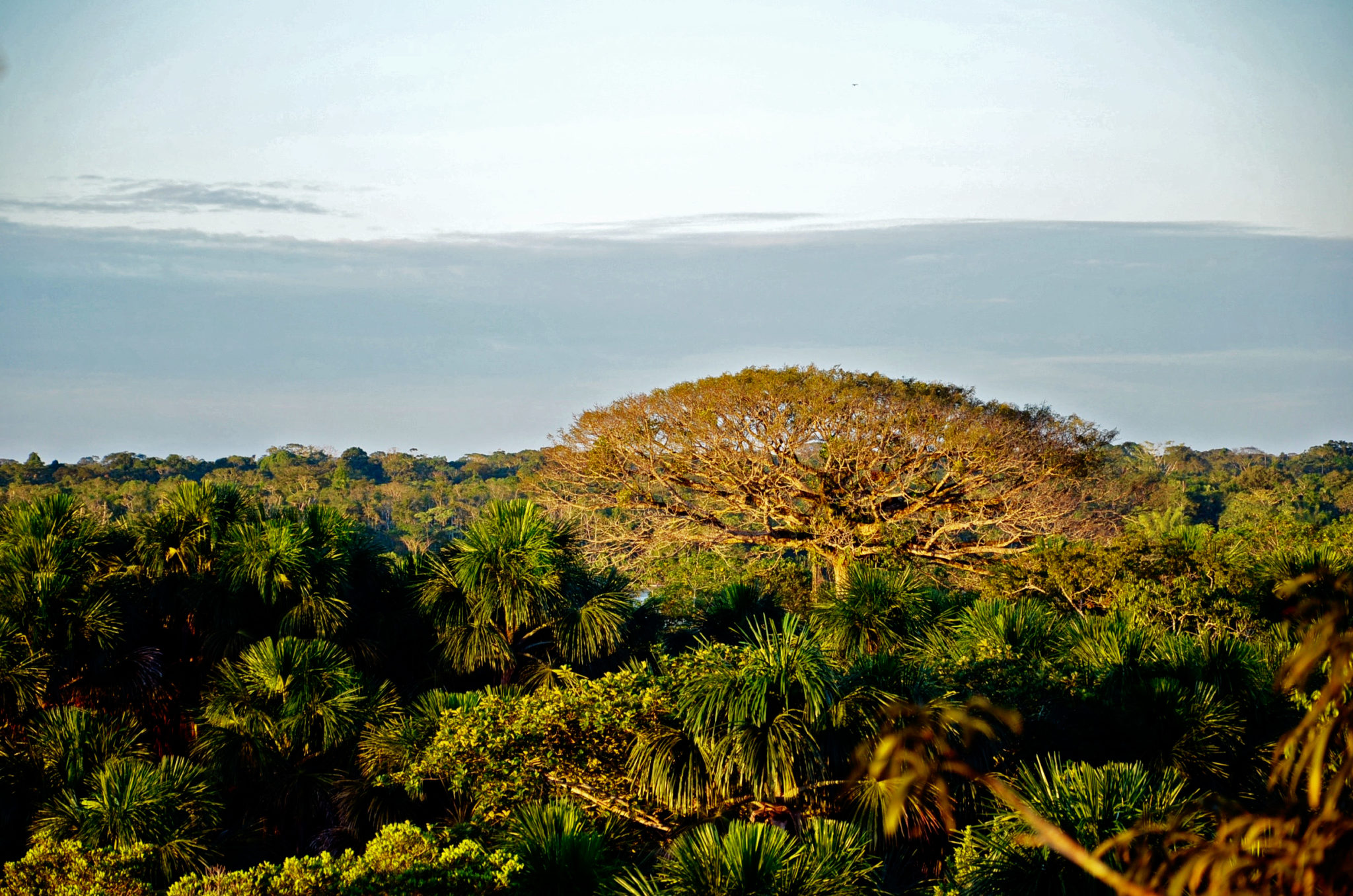 Yasuni Nationalpark