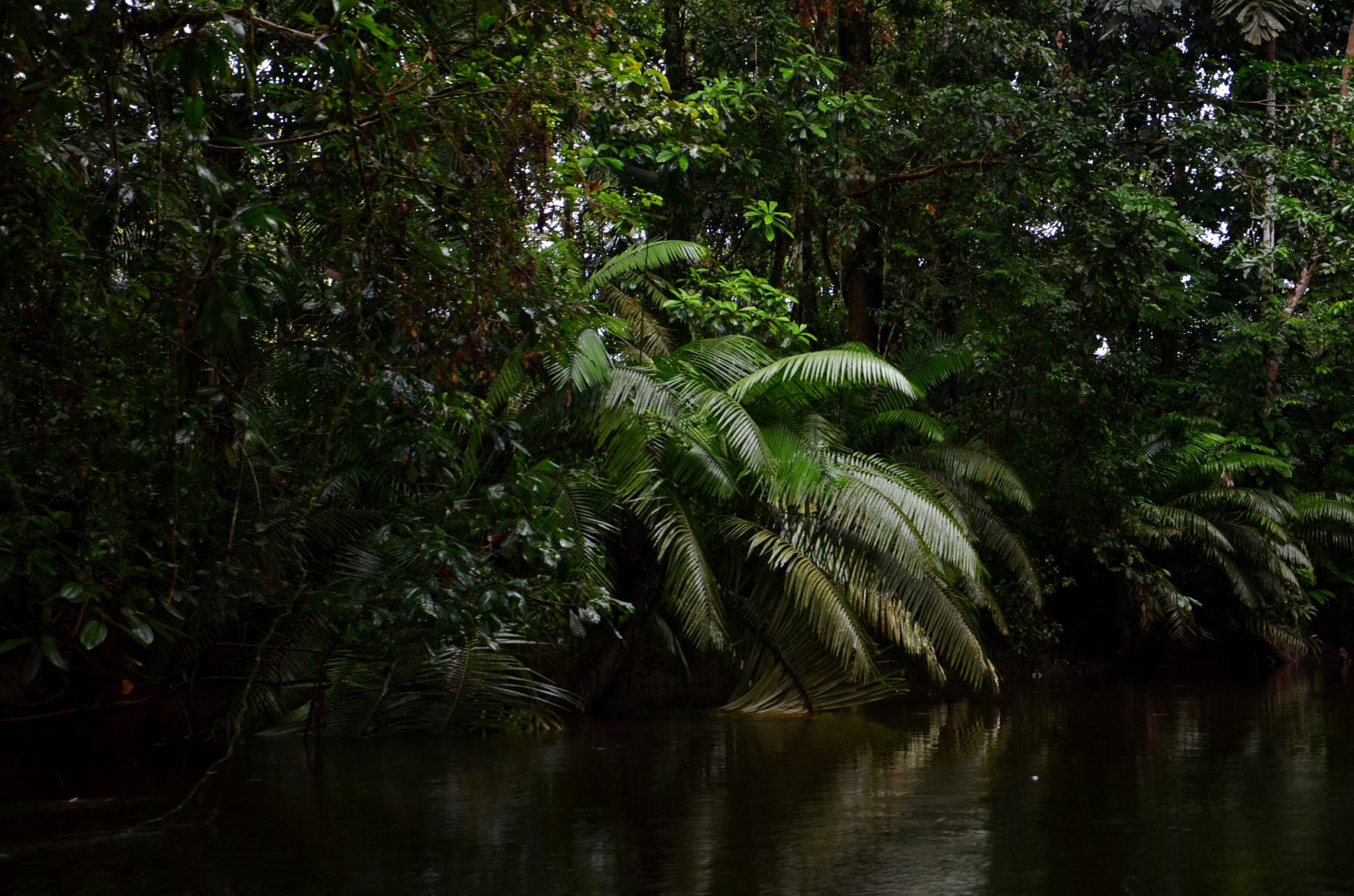 In den Gewässern im Yasuni Nationalpark in Ecuador kann man Piranhas angeln