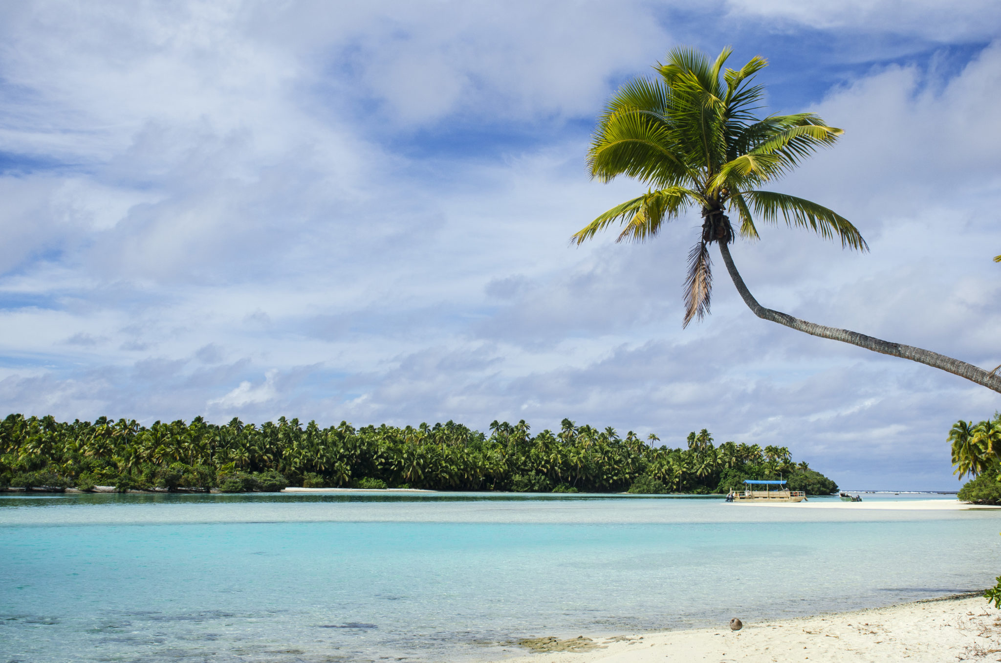 Eine Palme auf den Cook Inseln