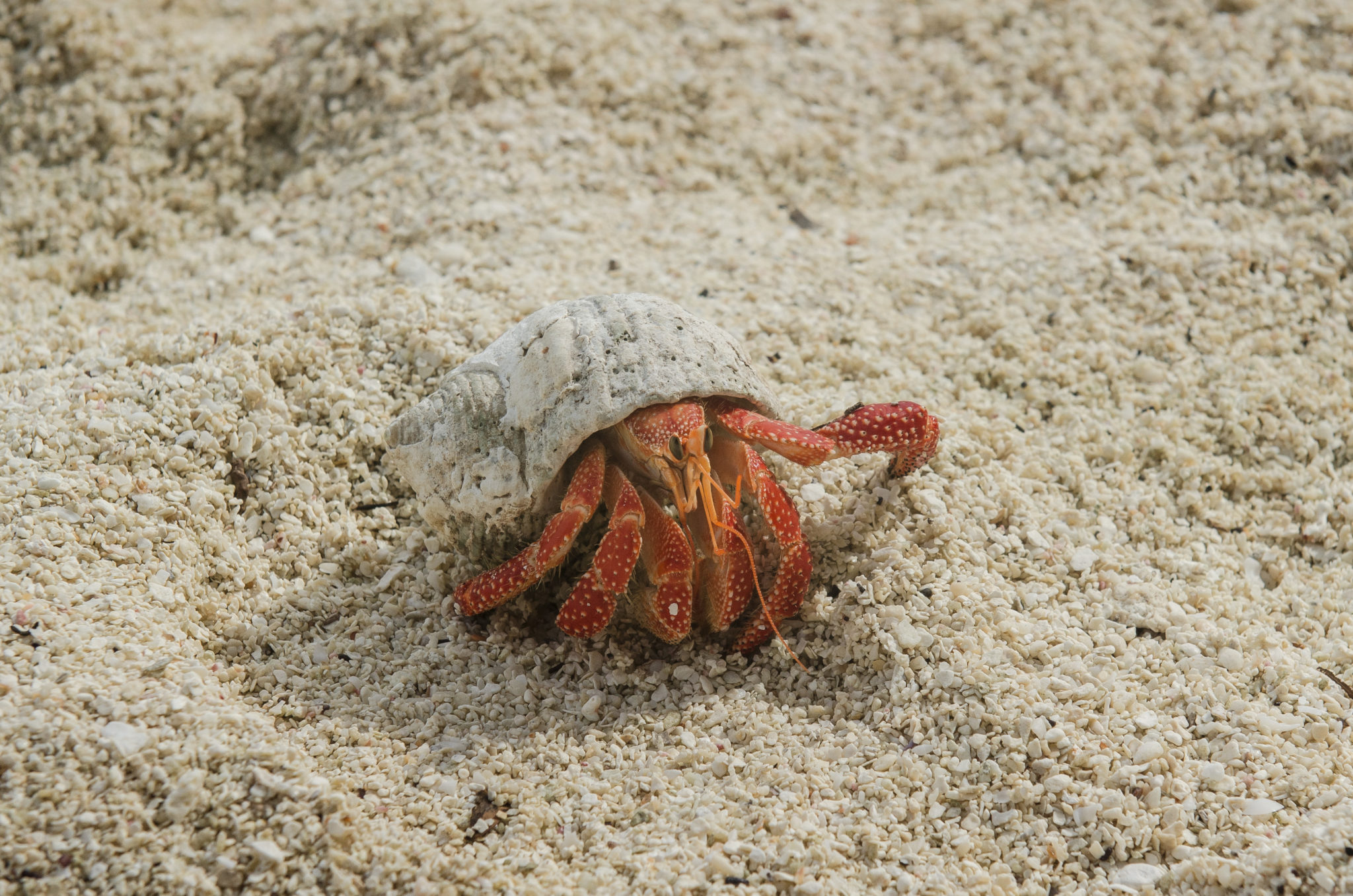 Eine Krabbe auf der Insel Aitutaki, Cookinseln