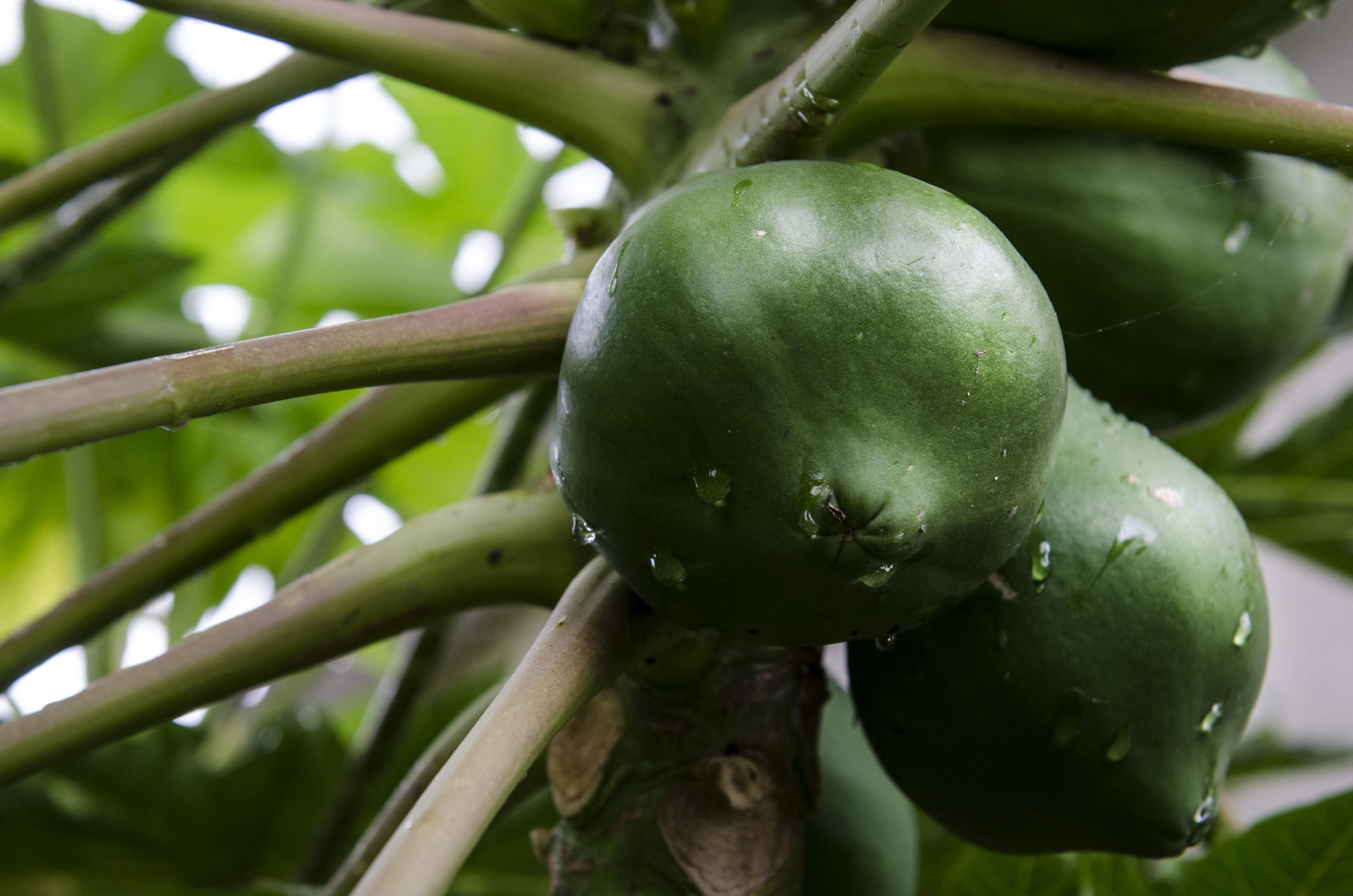 Papaya im Garten