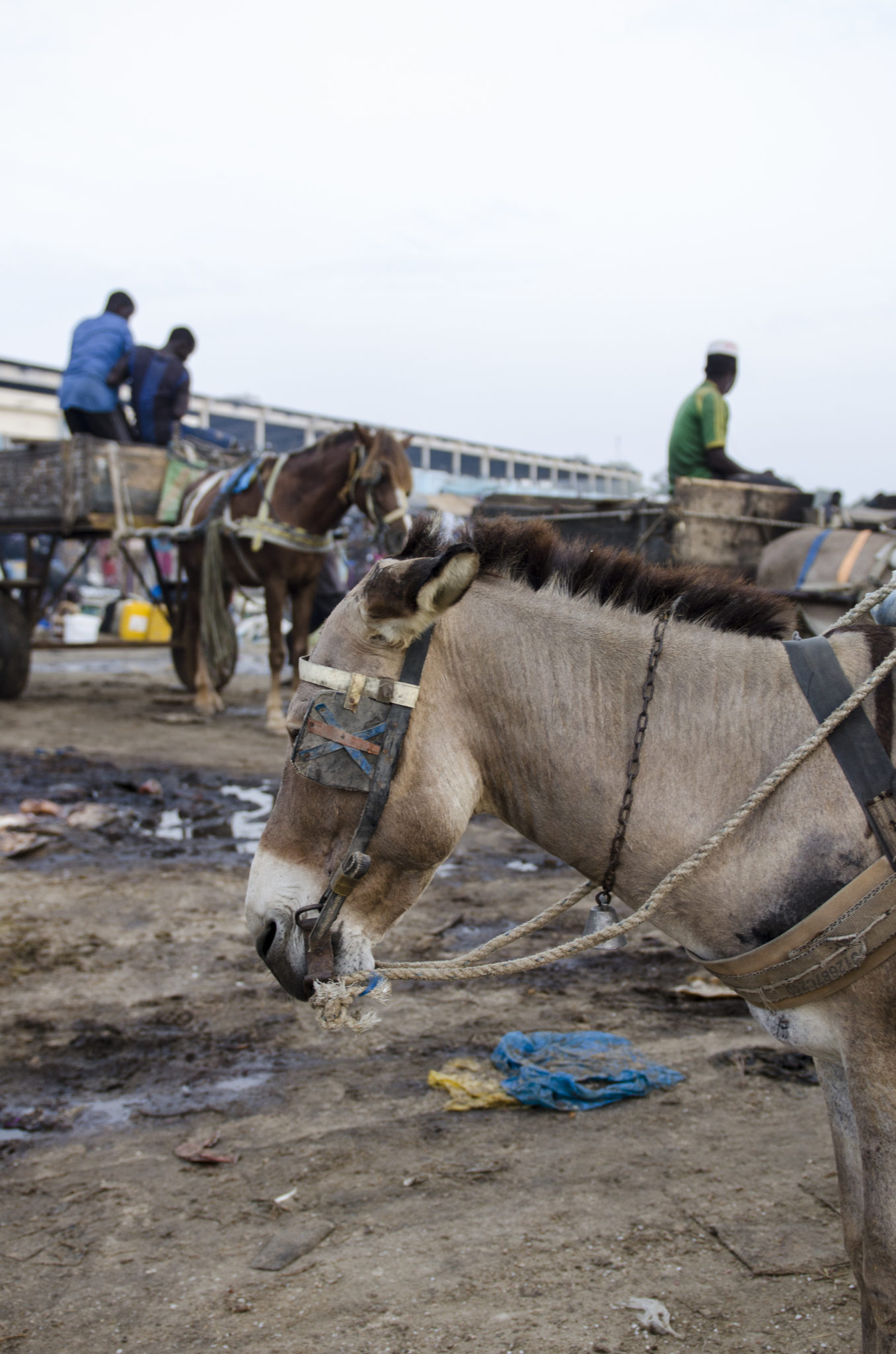Ein Esel auf dem Fischmarkt in Mbour im Senegal
