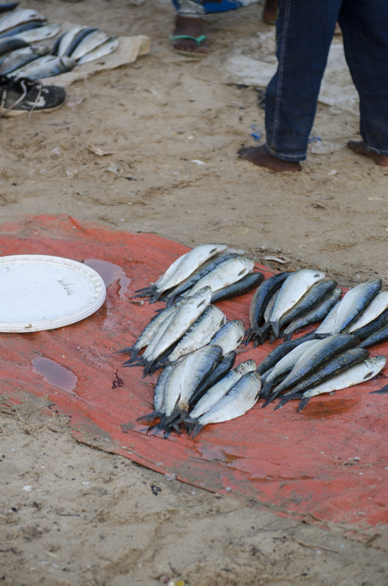 Ein typischer Fischmarkt in Afrika