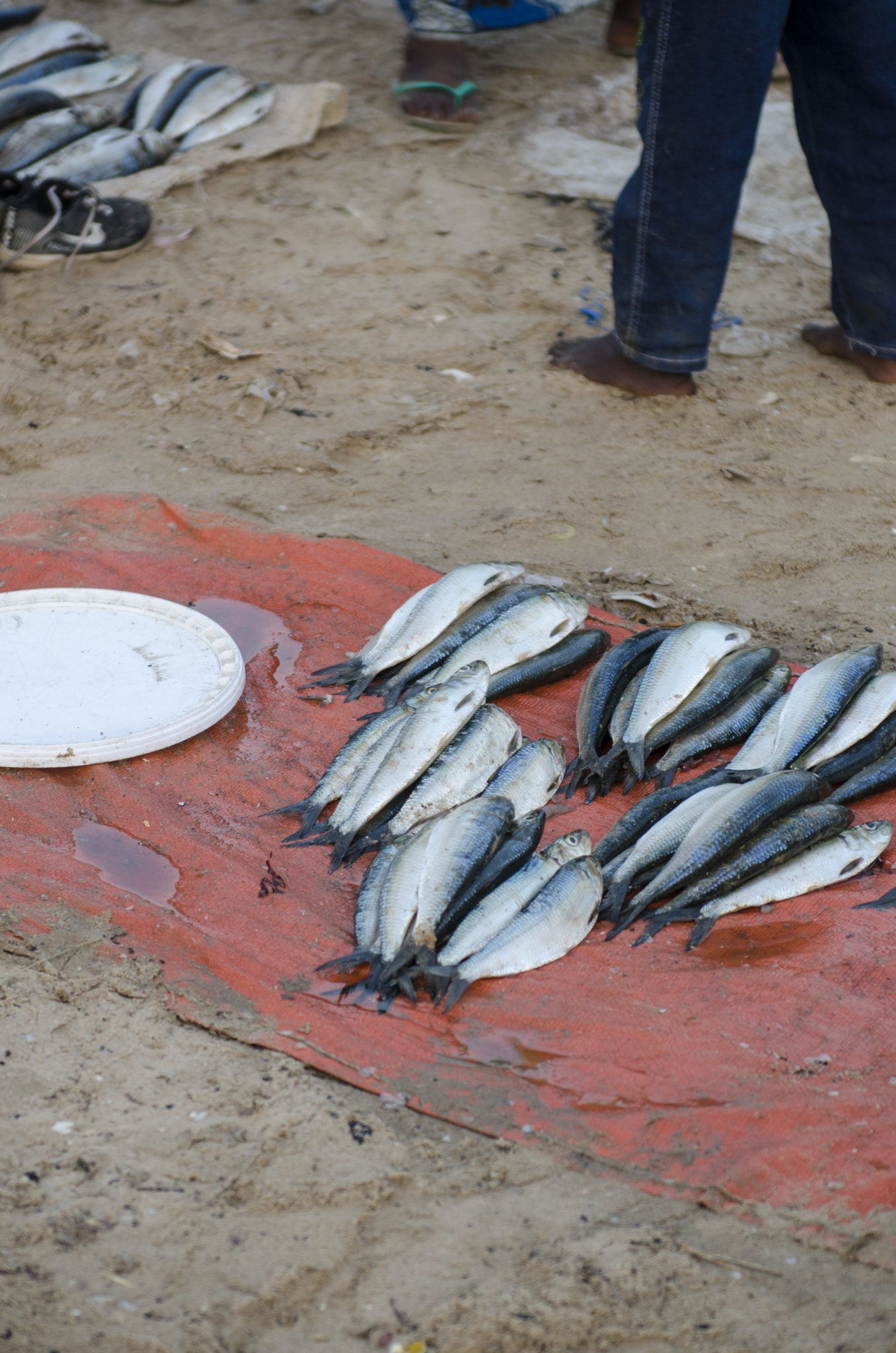 Fische auf dem Fischmarkt in Mbour im Senegal in Afrika