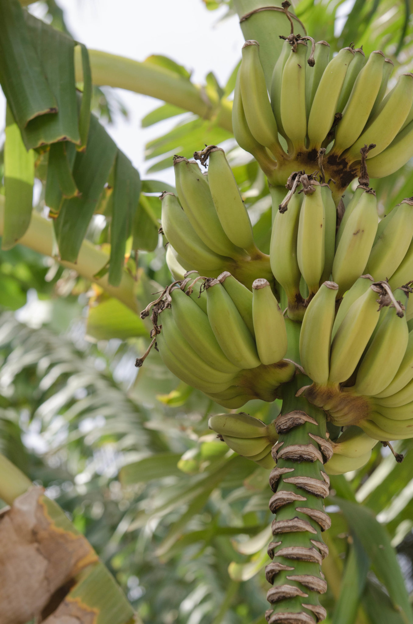 Bananen im Senegal