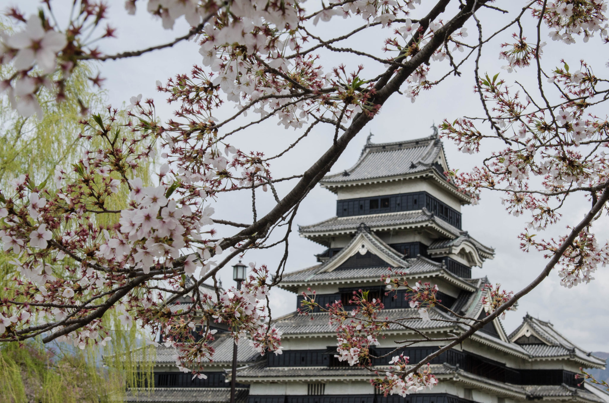 Die Kirschblüte in Japan ist zwar wunderschön, macht das Reisen im Land aber teurer und schwieriger