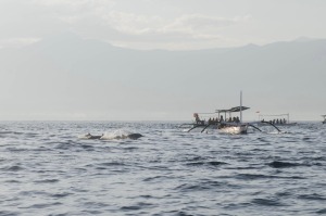 Lovina Tipps: Eine Delfintour in Lovina ist ein fragwürdiger Ausflug.