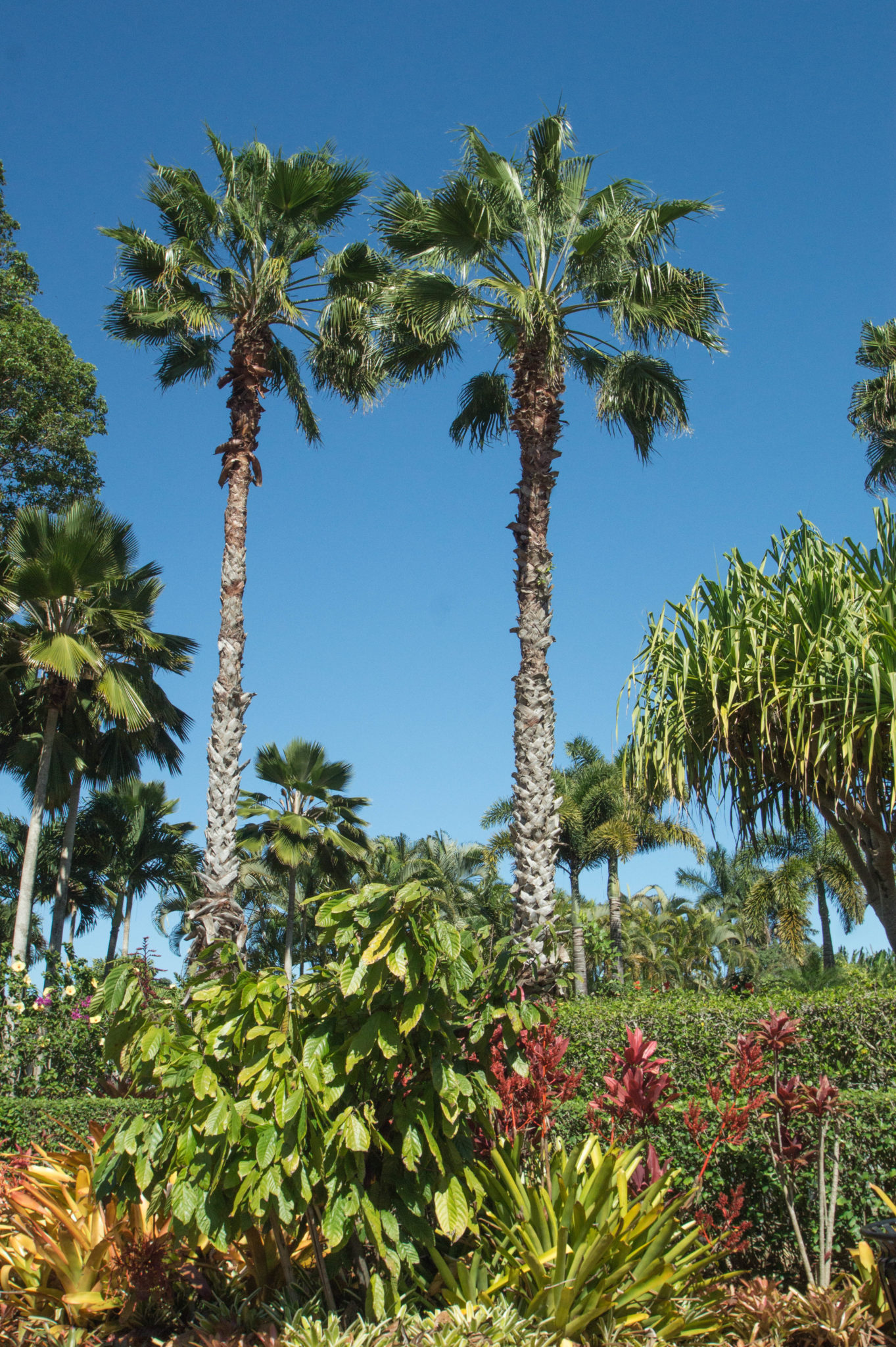 Palmen auf der Dole Plantation Oahu