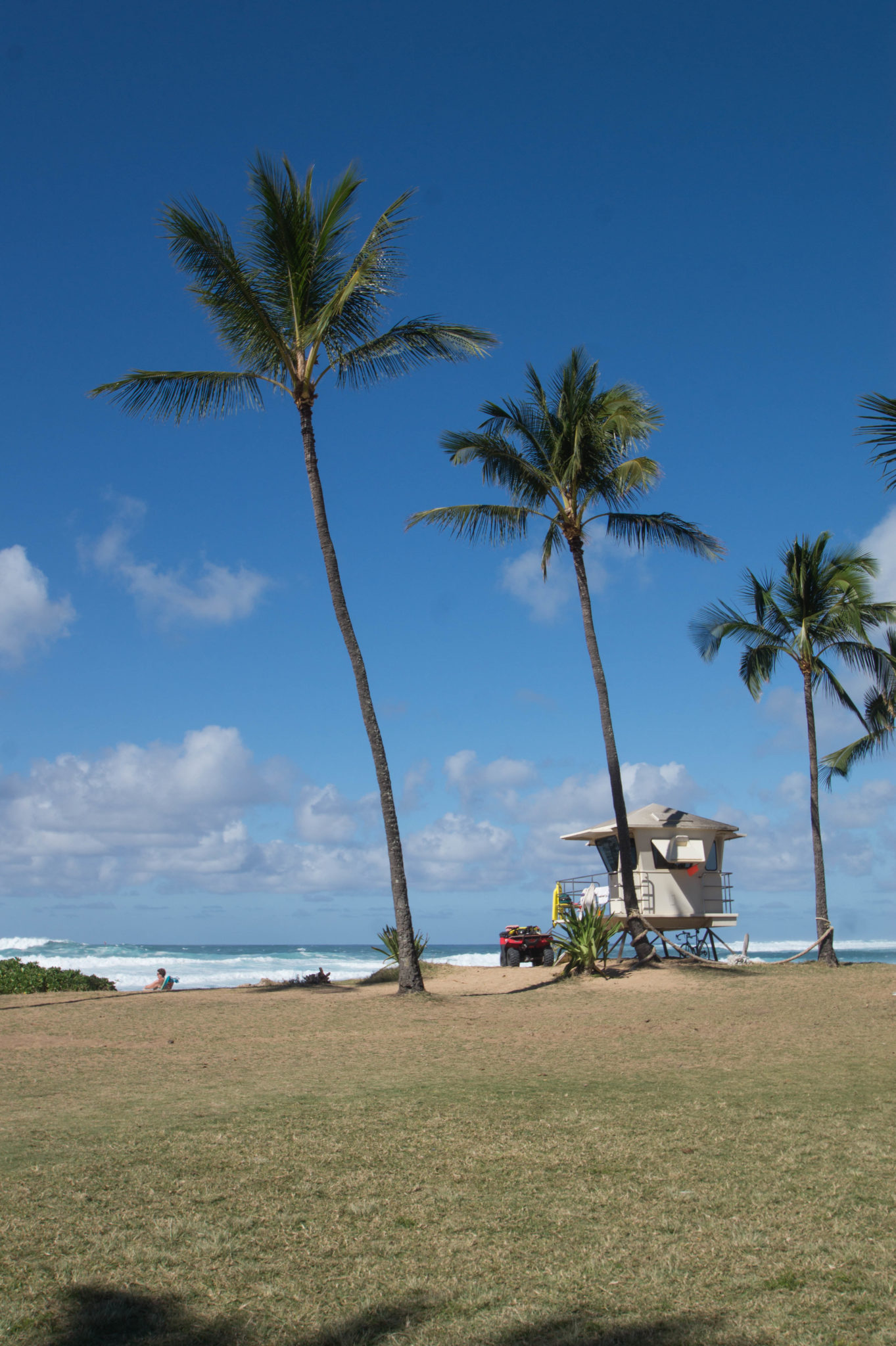 Palmen an der North Shore von Oahu