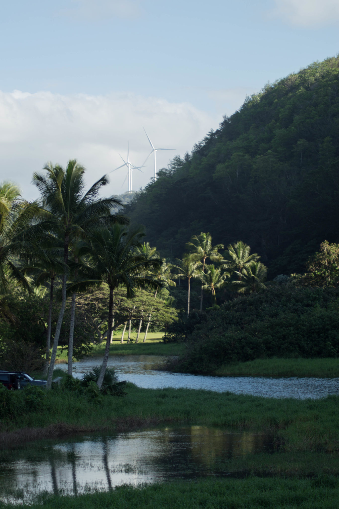 Zwischendurch findet man auf der Hawaii Insel immer wieder ein paar Wetlands