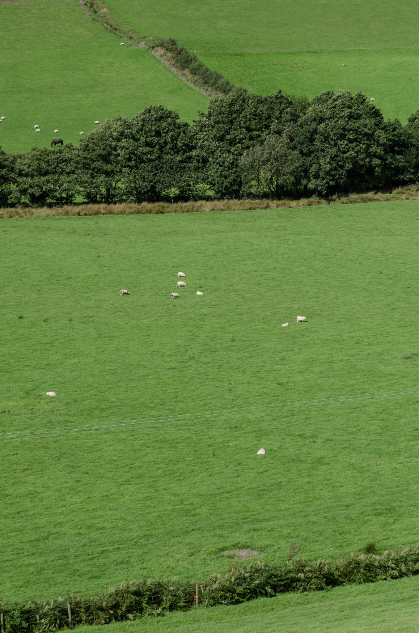 Eine grüne Wiese beim Camping in Wales