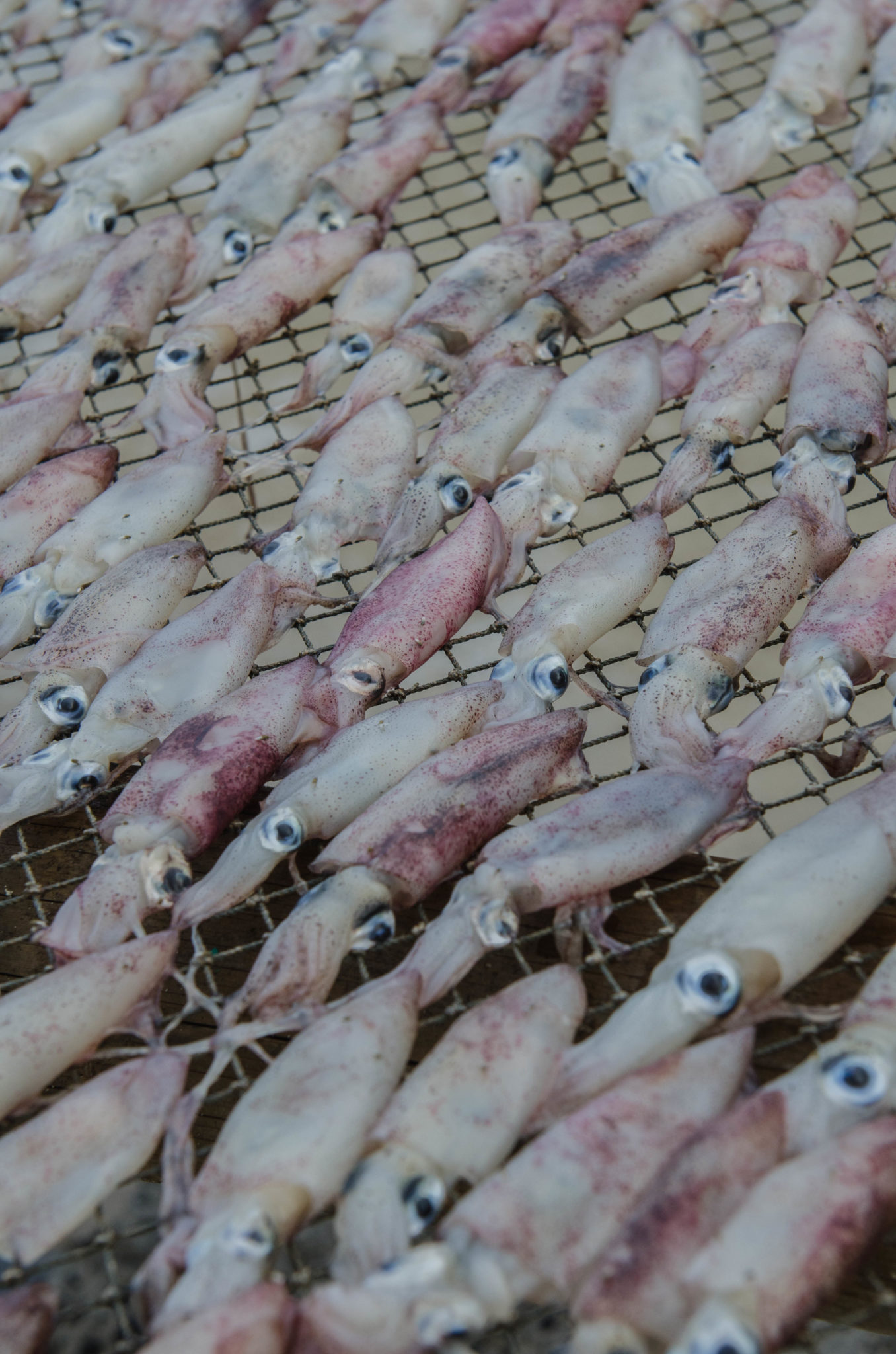 Chaloklum Strand Trockenfisch als Delikatesse in Thailand