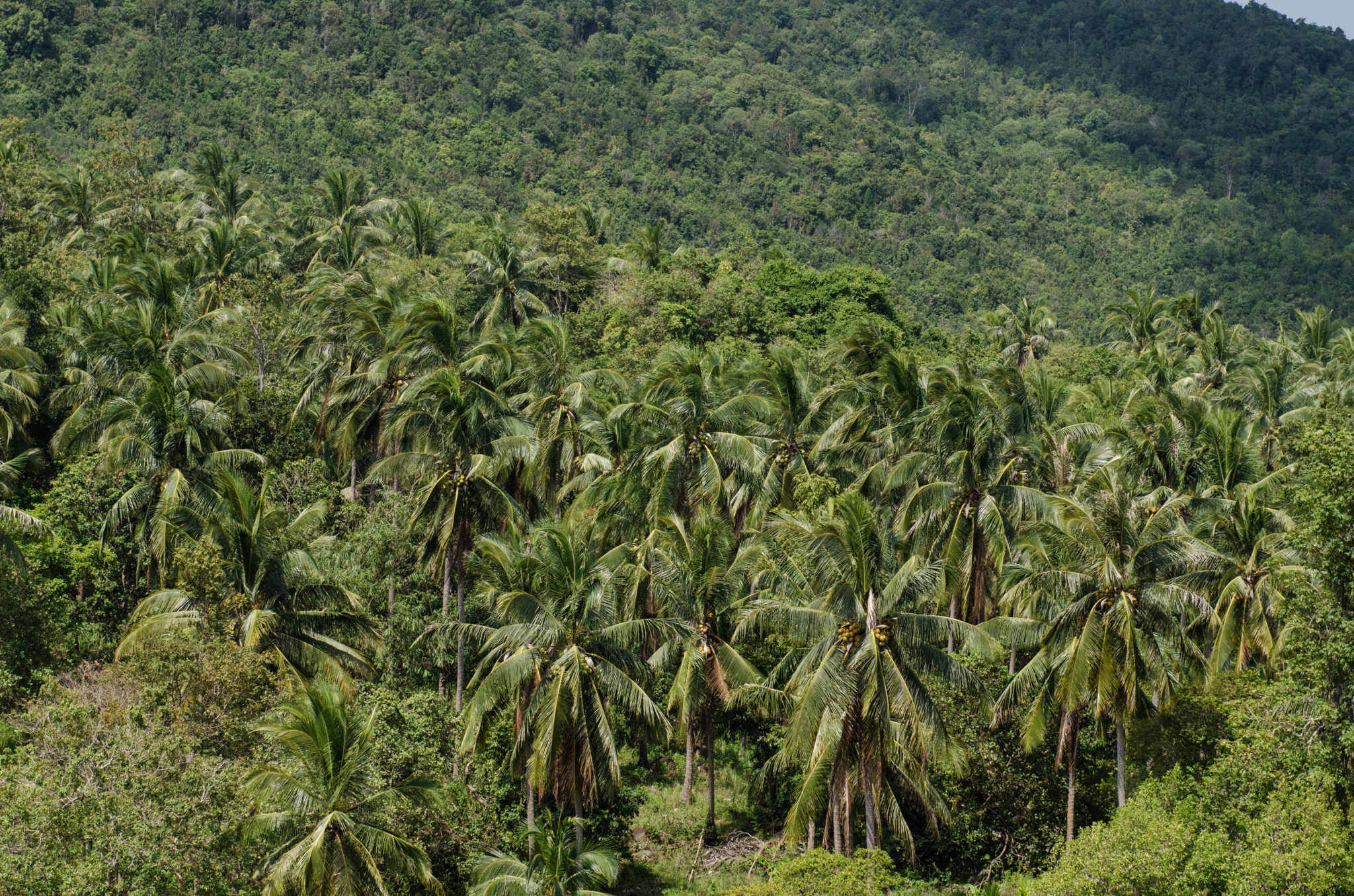 Koh Phangan Sehenswürdigkeiten Tipps