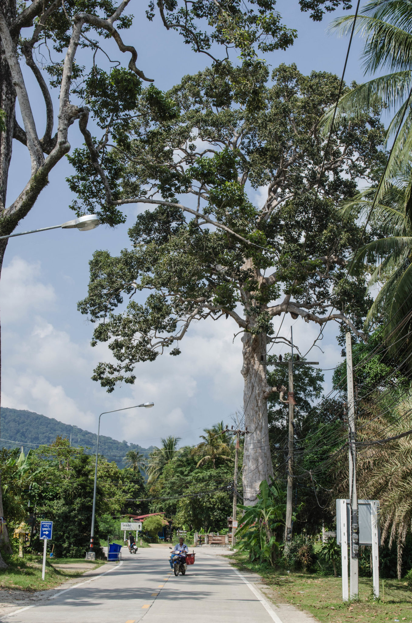 Yan Nai Baum ist der älteste auf der Insel