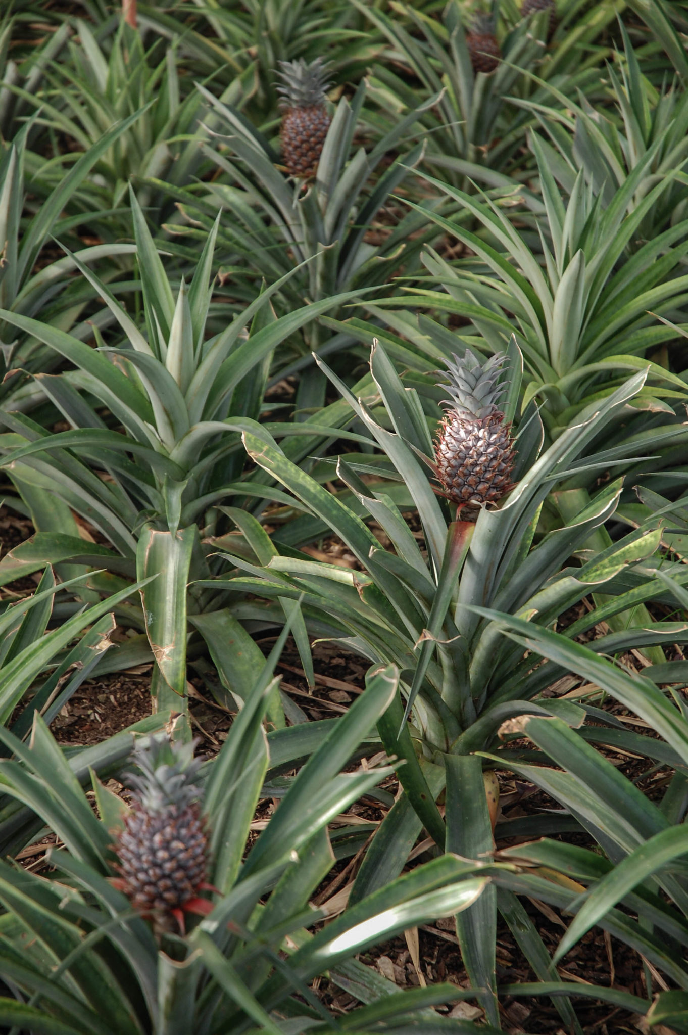 Ananas gibt es tatsächlich auf Sao Miguel