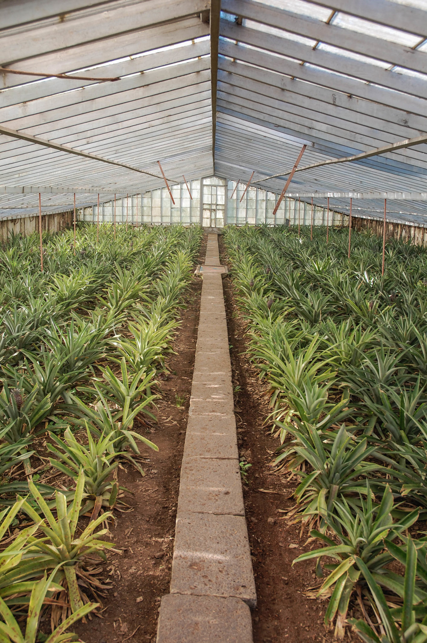 Sao Miguel besitzt als fast einzige europäische Destination eigene Ananasplantagen