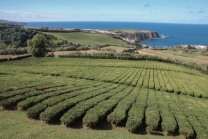 Sao Miguel: Sehenswürdigkeiten und Tipps für die Azoren Insel