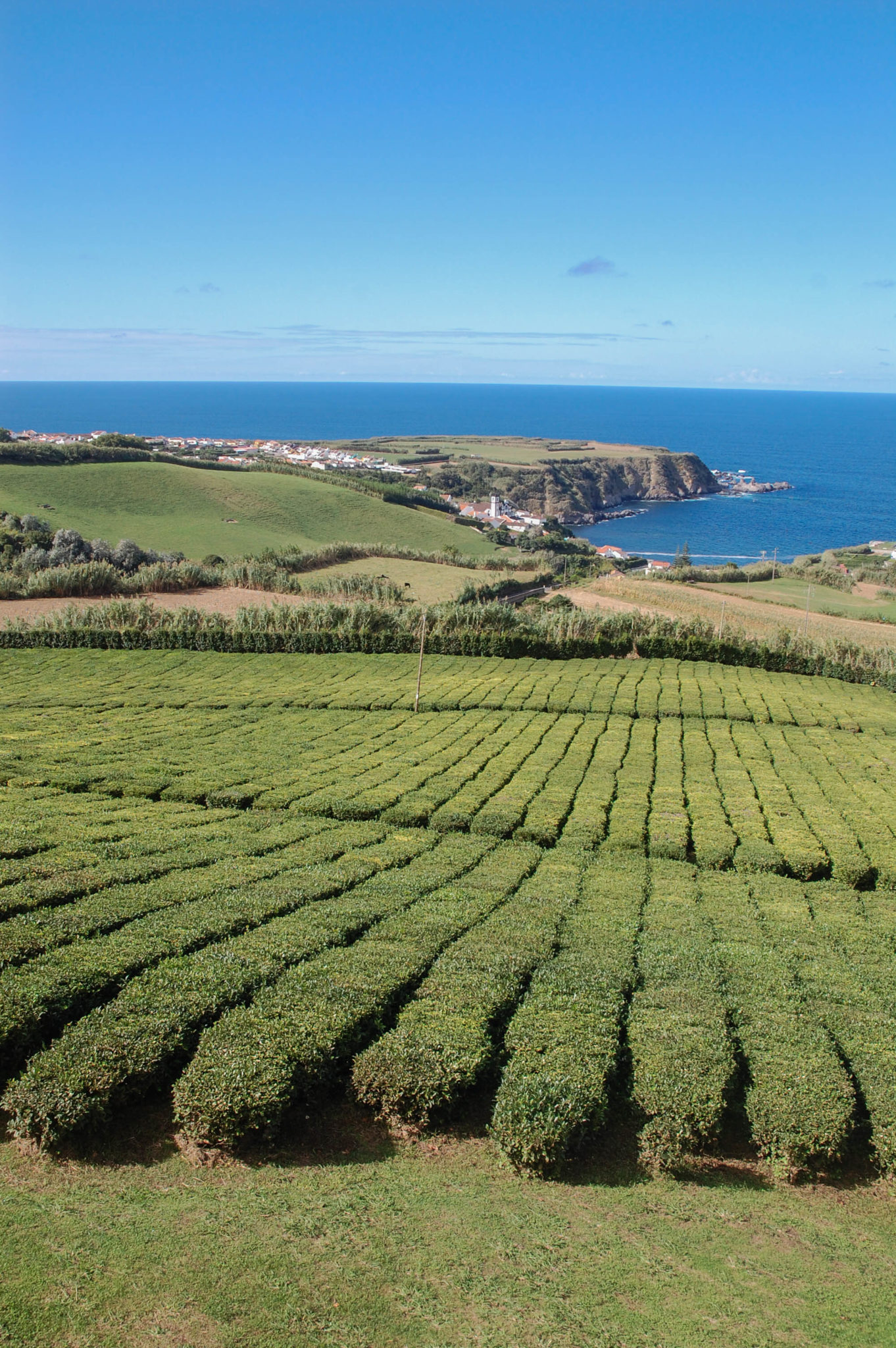 Die Teeplantagen sind wichtige Azoren-Sehenswürdigkeiten