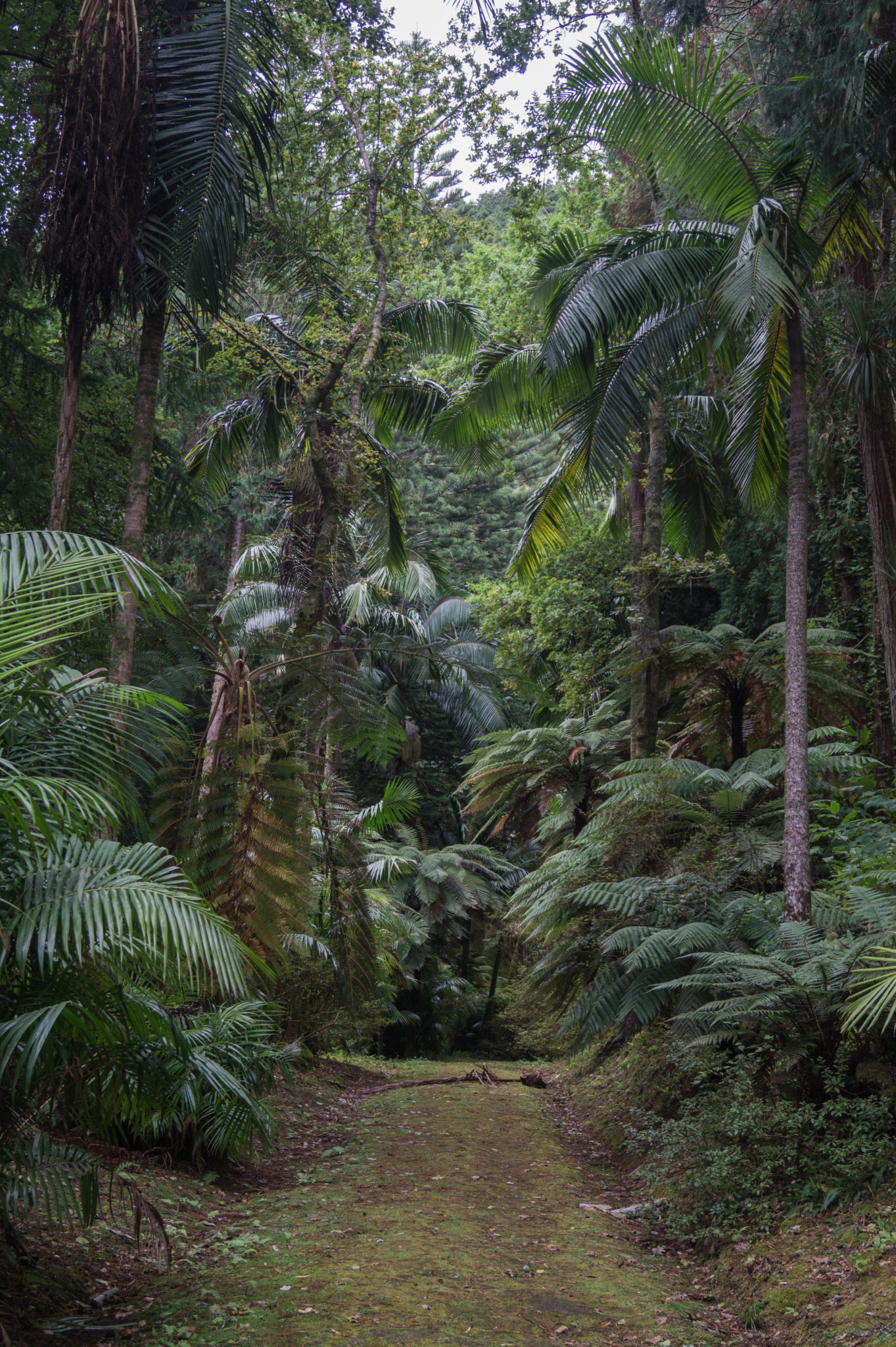 Furnas ist die Vulkanquelle von Sao Miguel