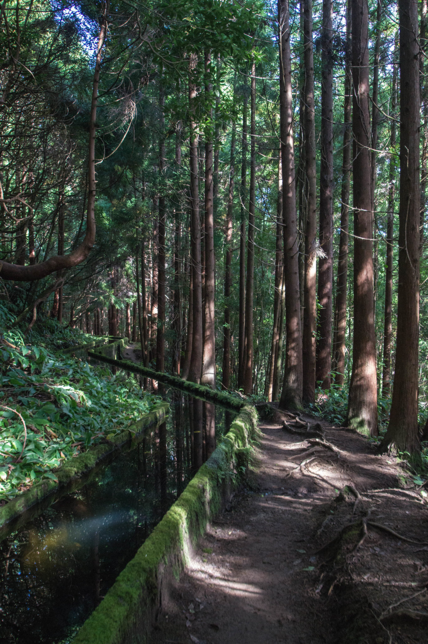 Die Wanderung zum Lagoa do Fogo sollte nicht fehlen