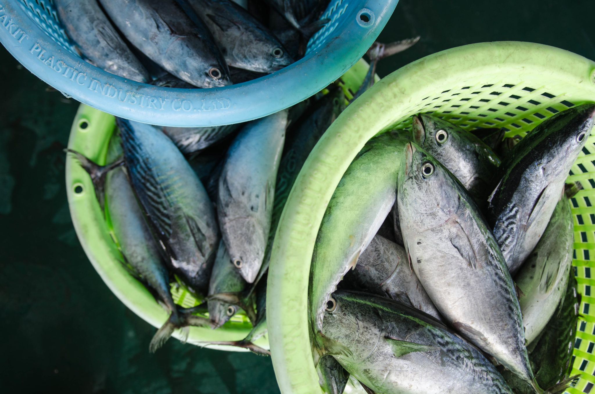 Frischer Fisch auf einem Fischmarkt in Thailand