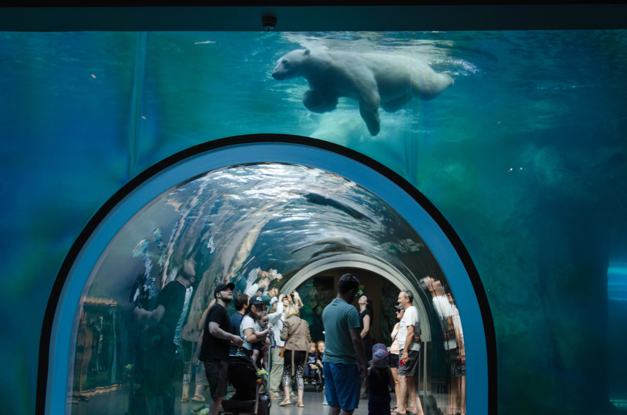 Im Assiniboine Park Zoo kann man im Journey to Churchill Eisbären beim Schwimmen zuschauen