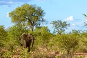 Elefanten gehören selbst schon zu den Südafrika Sehenswürdigkeiten