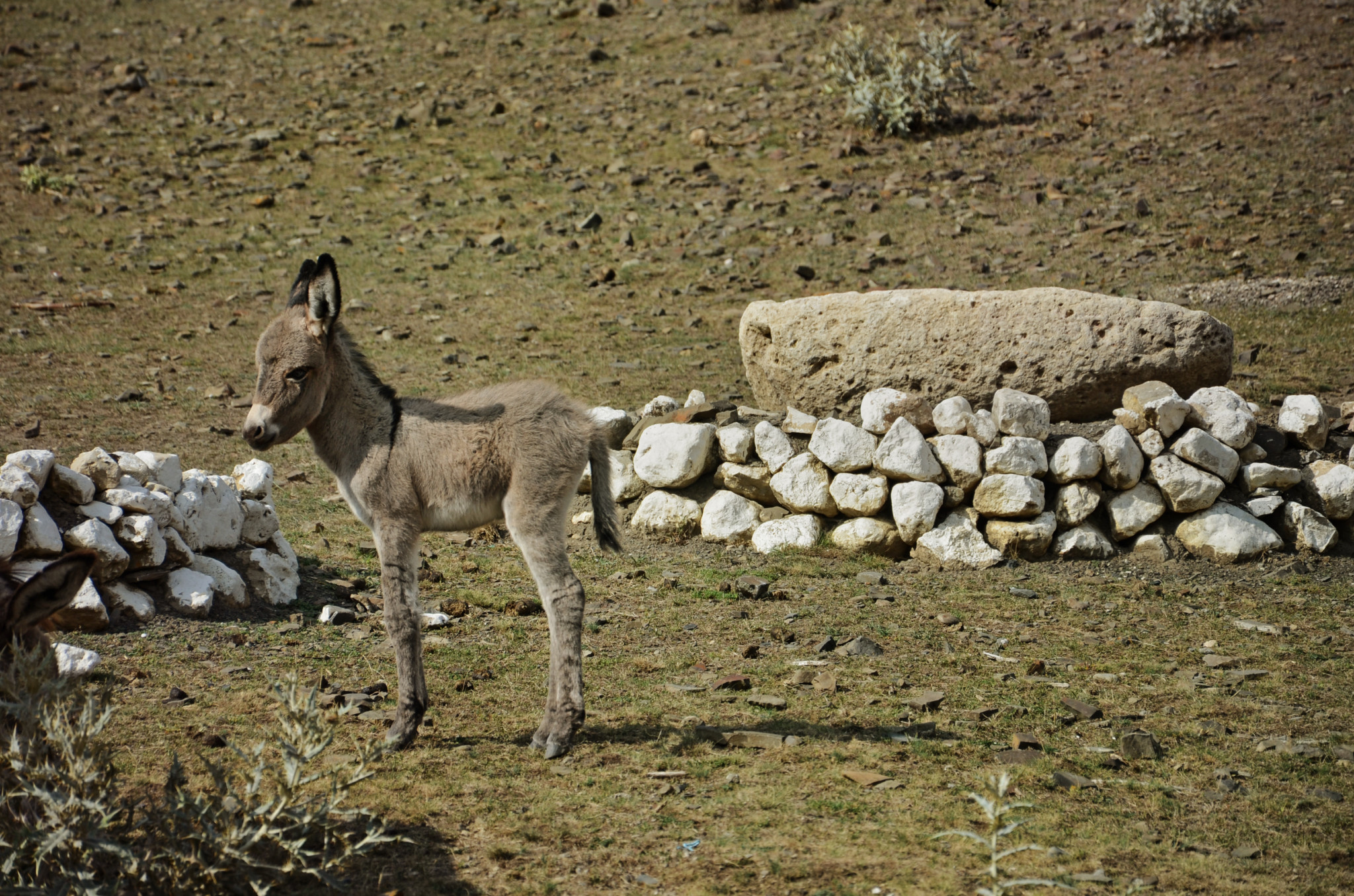 Esel im Shirvan Nationalpark in Aserbaidschan