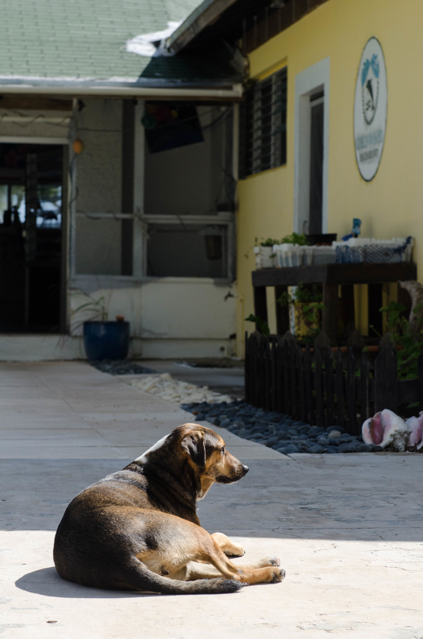 Hund im Greenwood Beach Resort Hotel auf den Bahamas