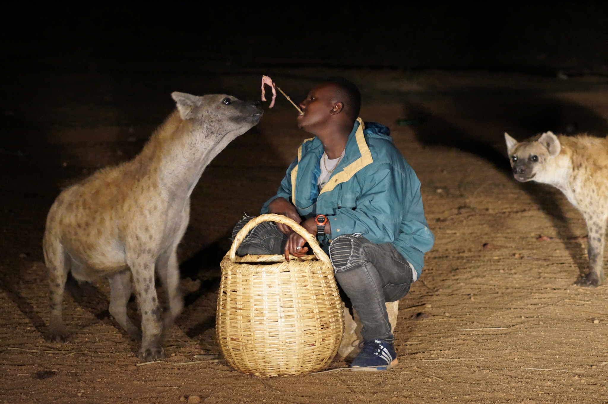 Hyänen von Harar gehören zu den Äthiopien Sehenswürdigkeiten