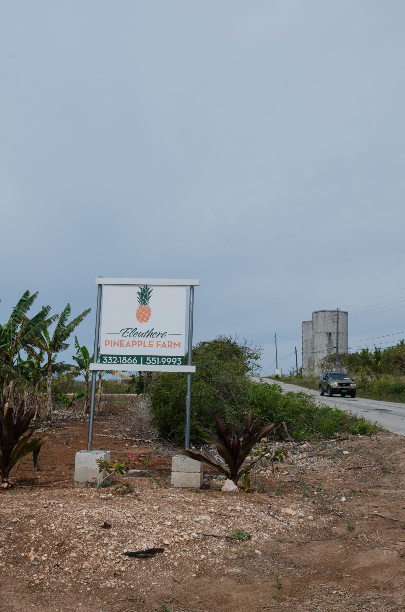 Ananasplantage zur Besichtigung auf Eleuthera