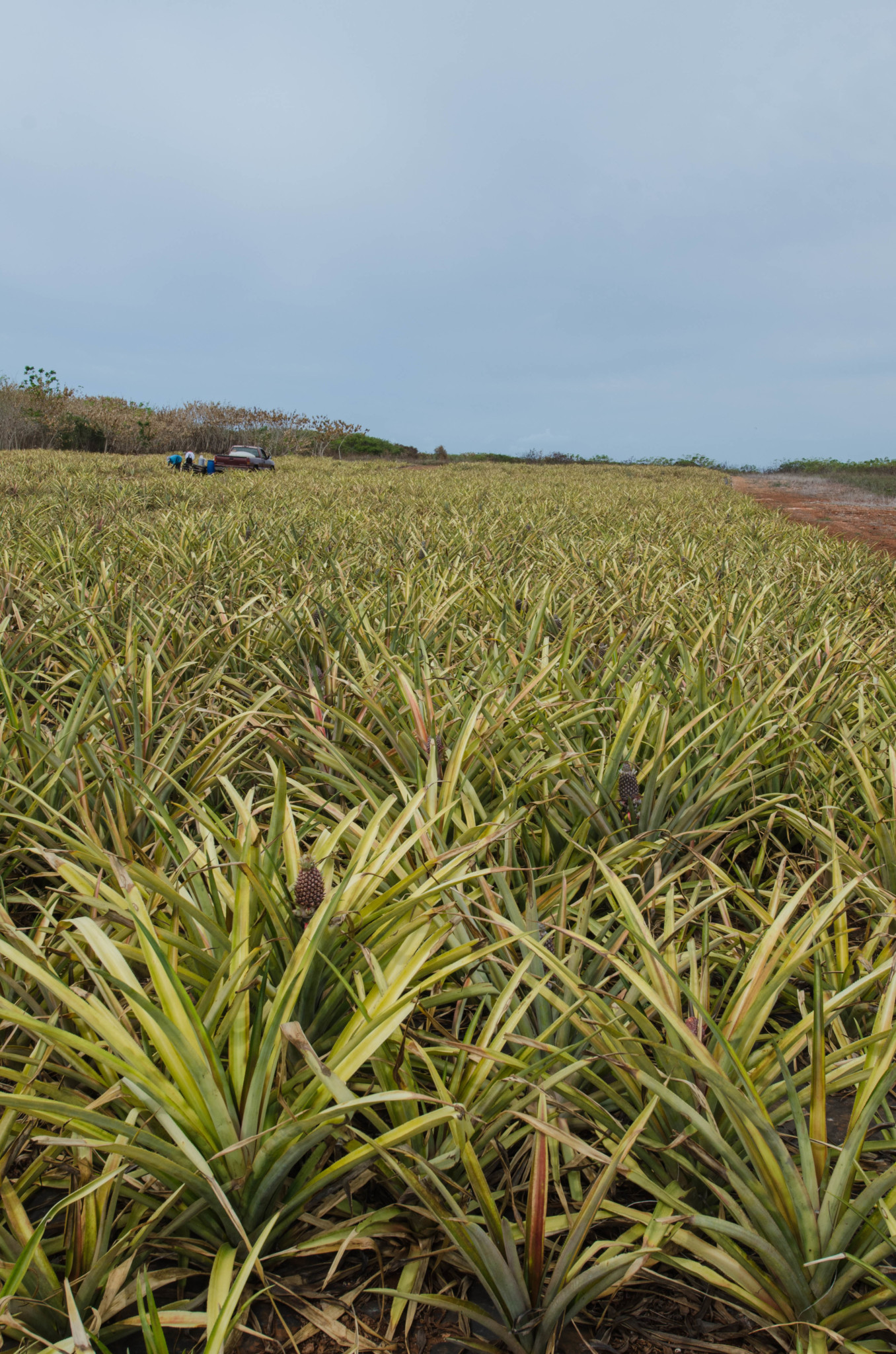 Ananasfeld auf Eleuthera in den Bahamas