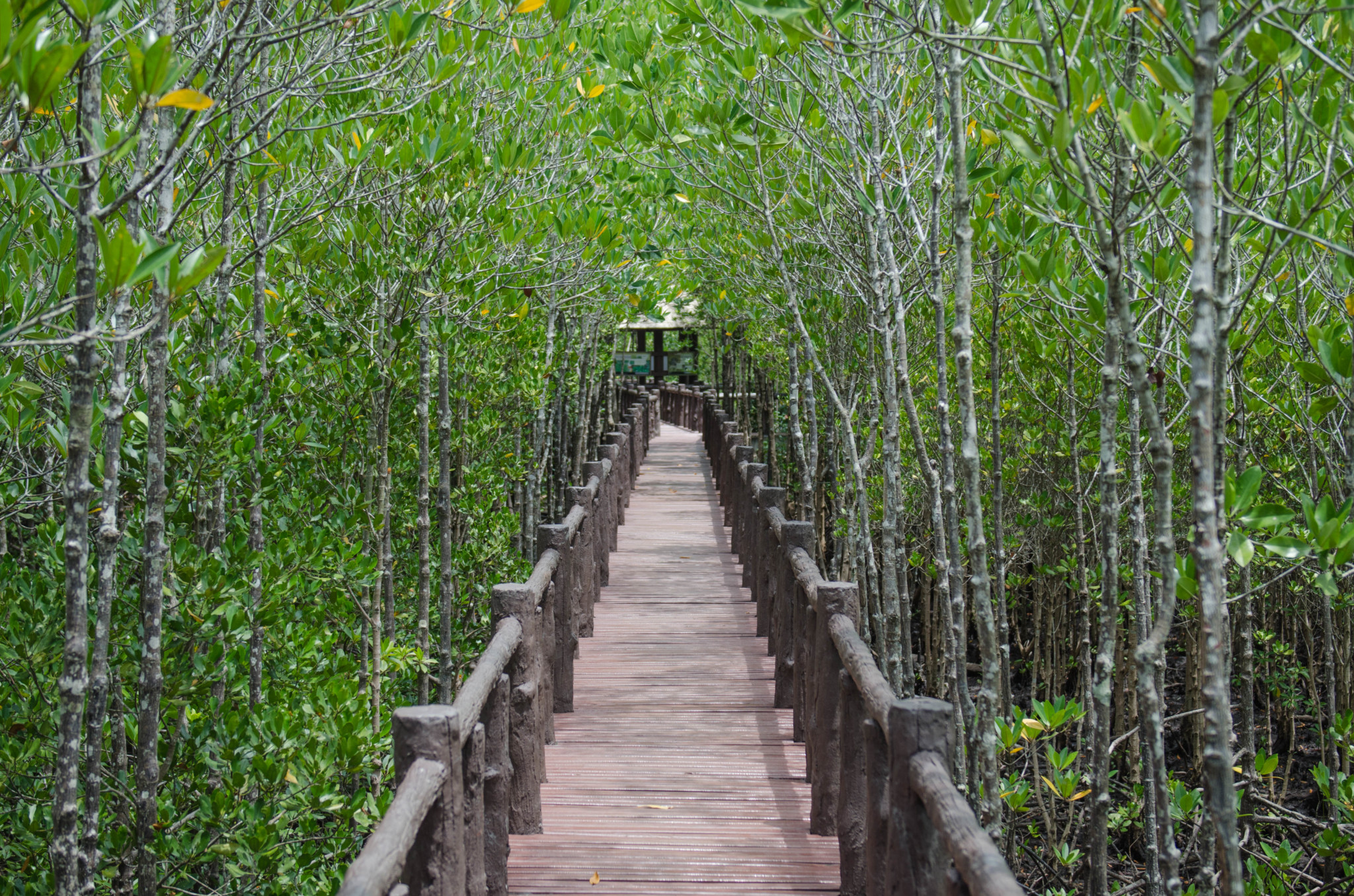 Ein Mangrovenwald in Thailand
