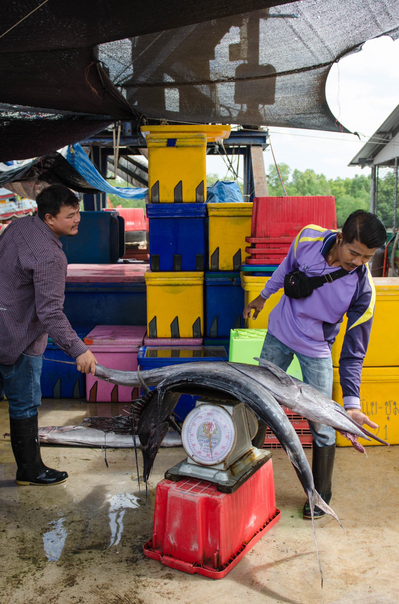 Chumphon Fischmarkt Pak Nam