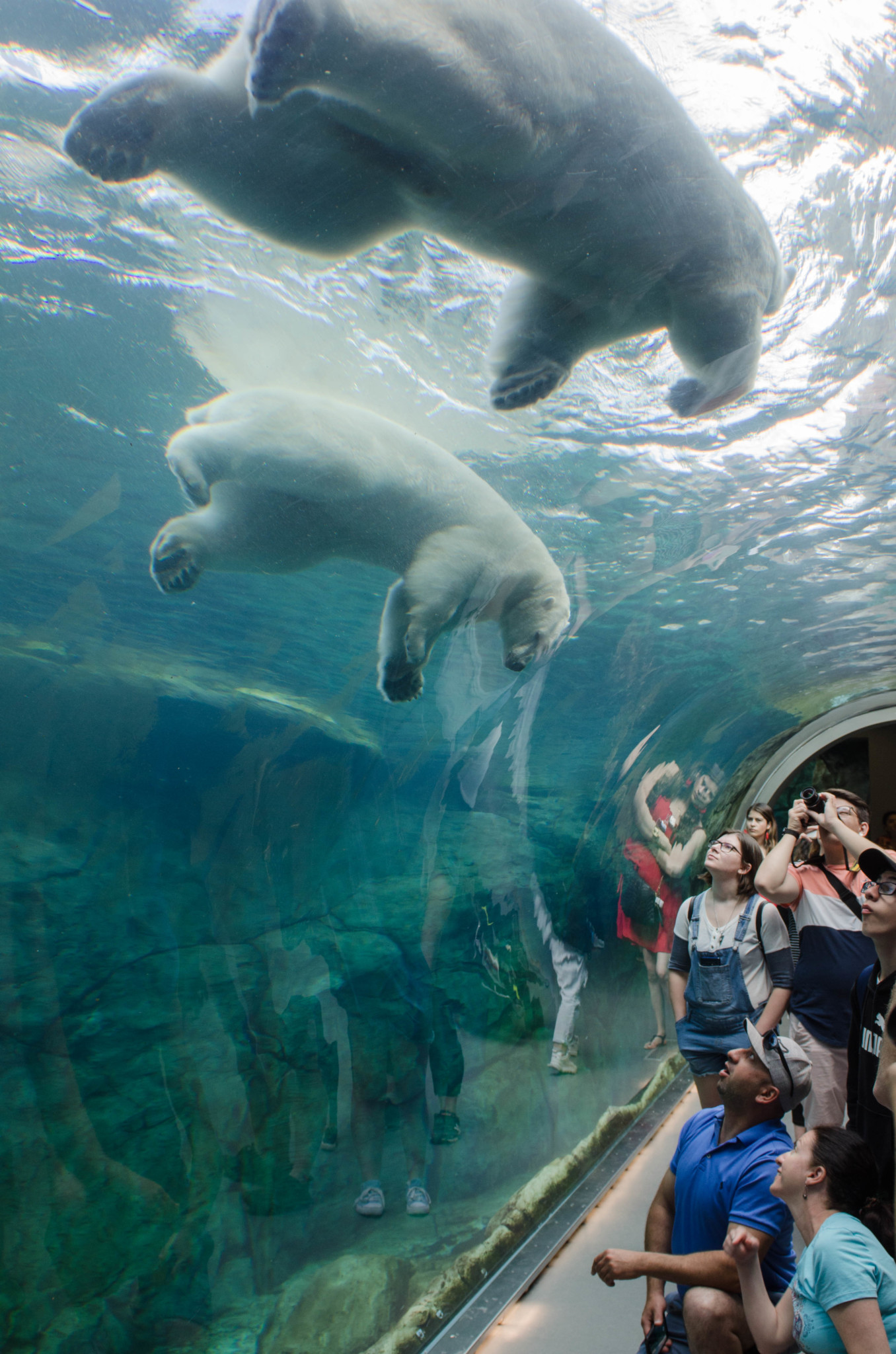 Journey to Churchill im Zoo von Winnipeg