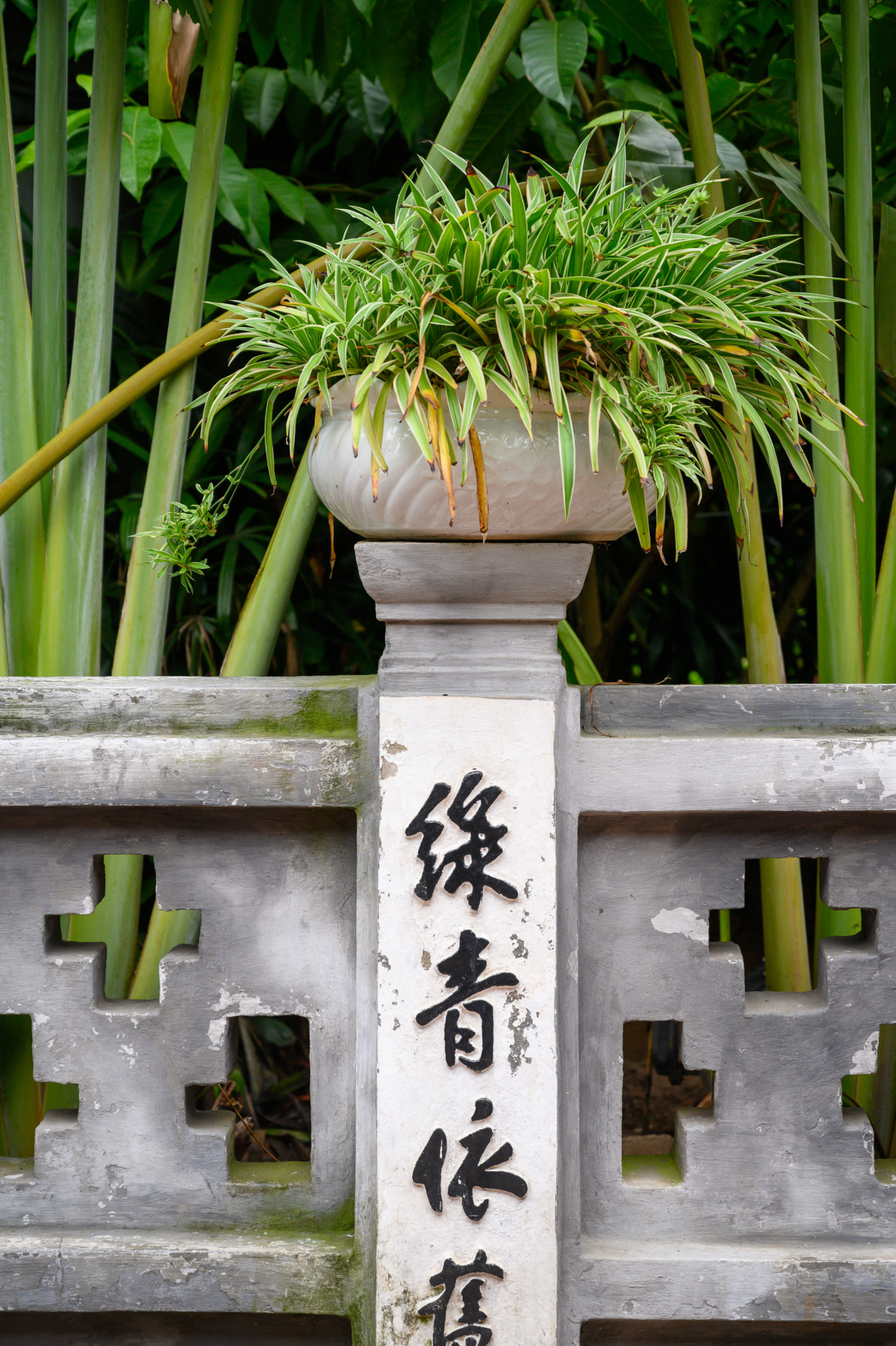 Eine Pflanze im Jade-Tempel in der Hauptstadt von Vietnam