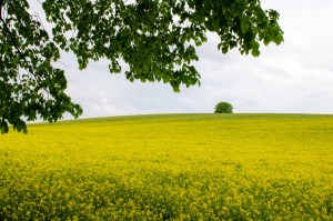 Rapsfelder gibt es überall in Brandenburg