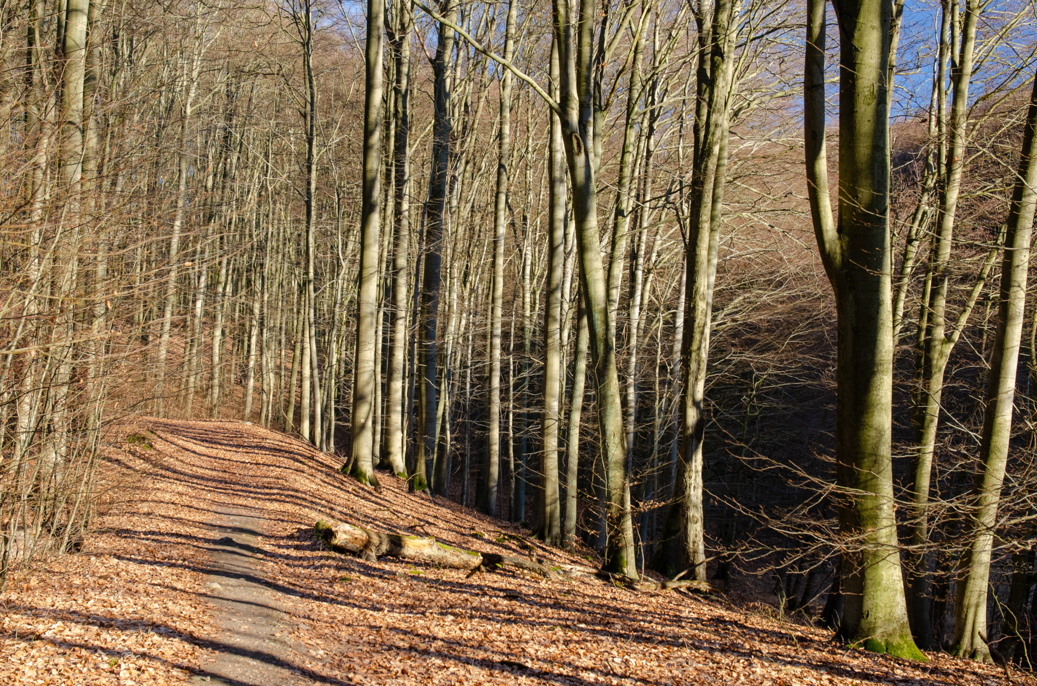 Der Grumsiner Buchenwald ist ein wichtiges Ziel in der Uckermark