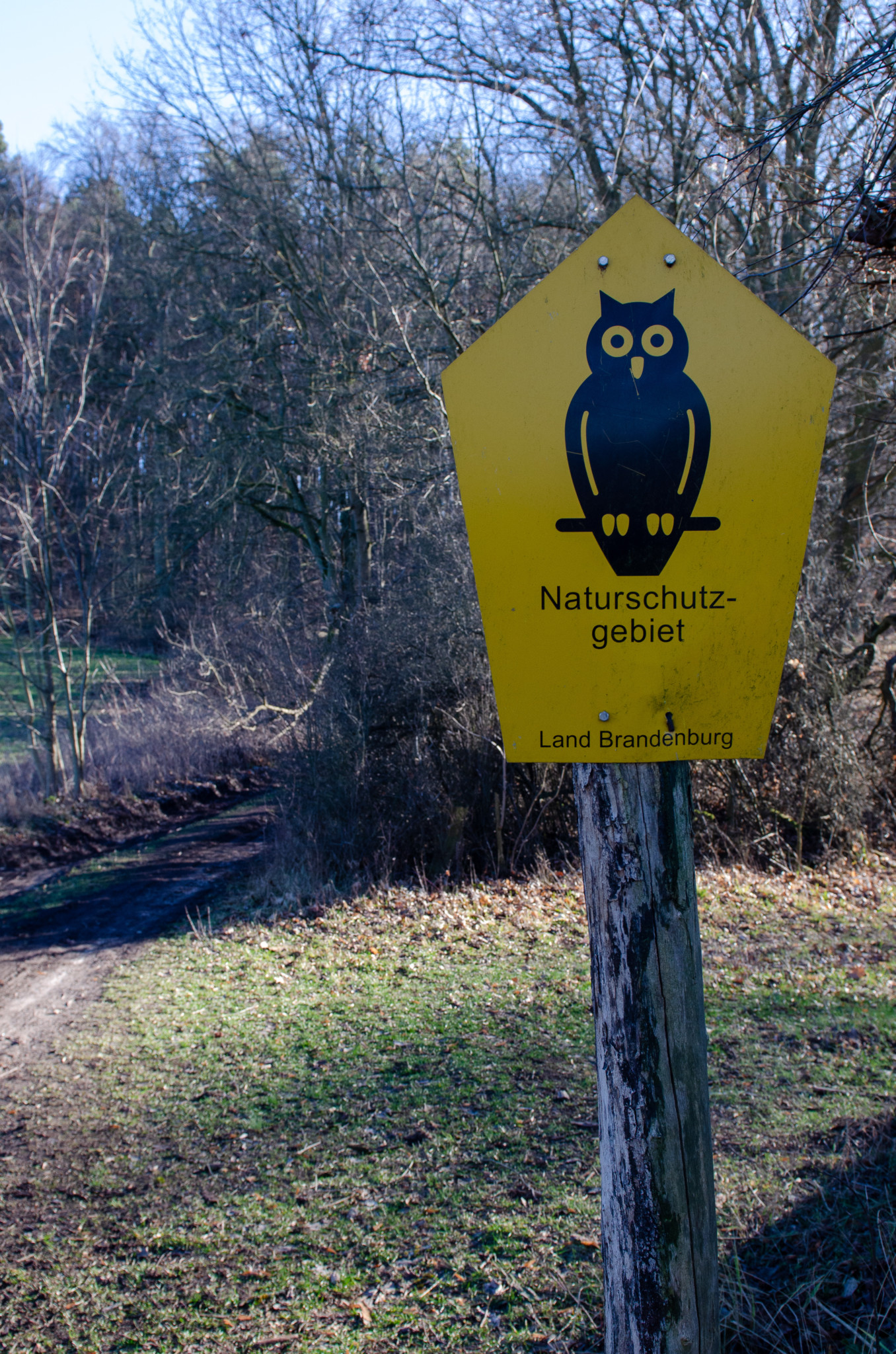 Buchenwald Grumsin in der Uckermark