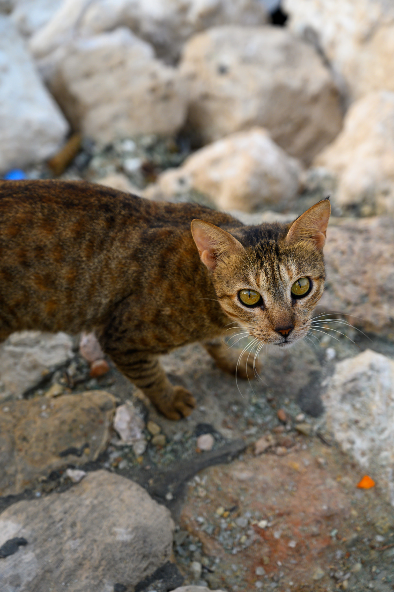 Katzen gibt es auch in Dammam in Saudi-Arabien
