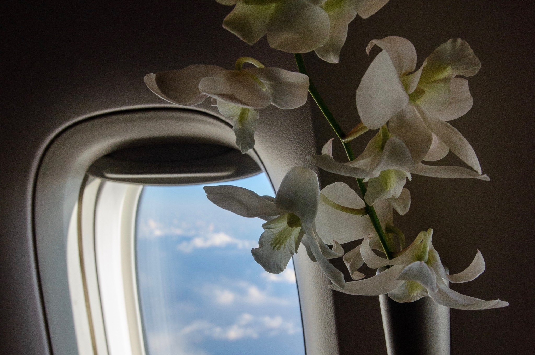 Orchidee Cathay First