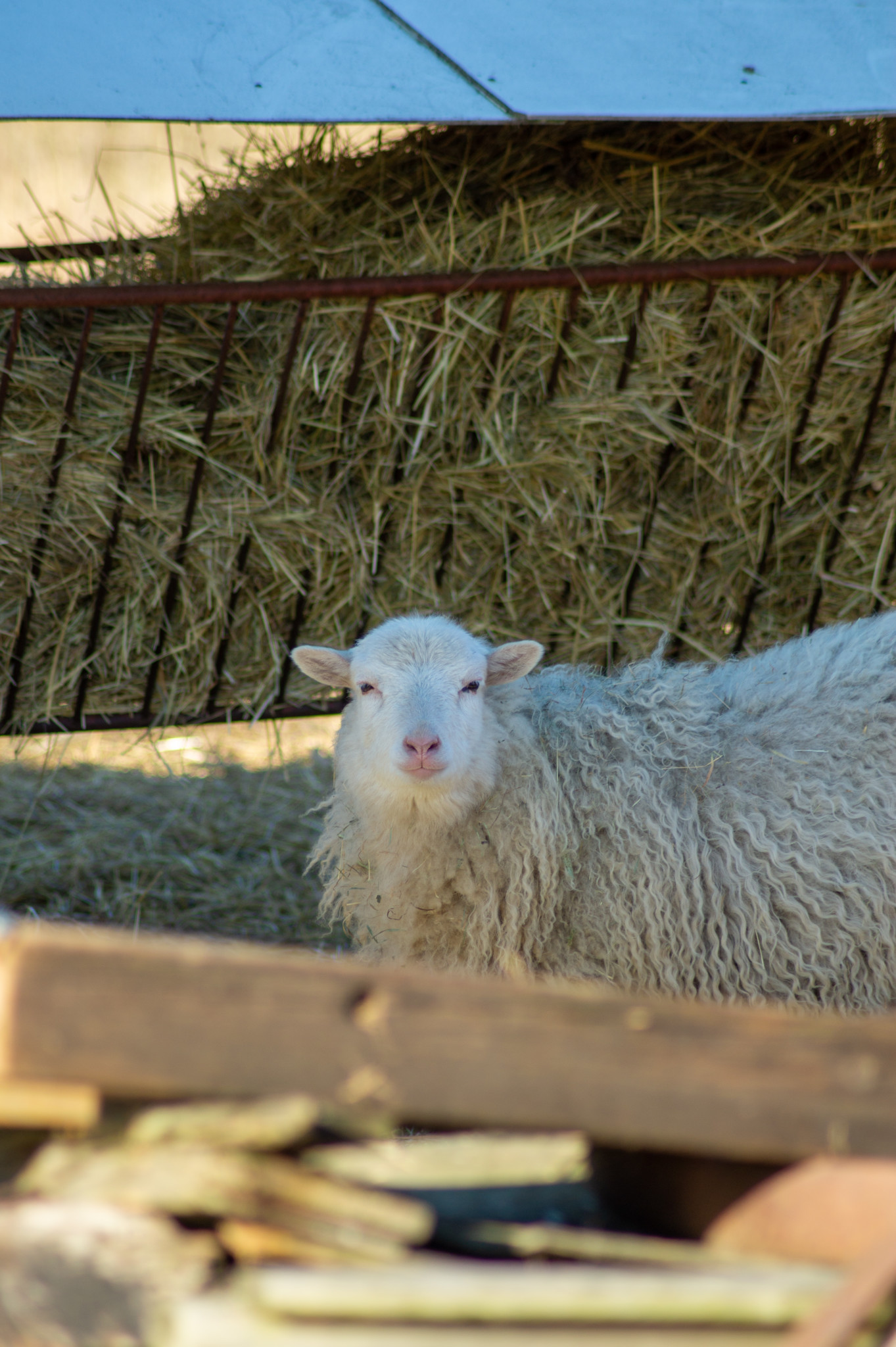 Die Blumberger Mühle ist super für Familien in der Uckermark