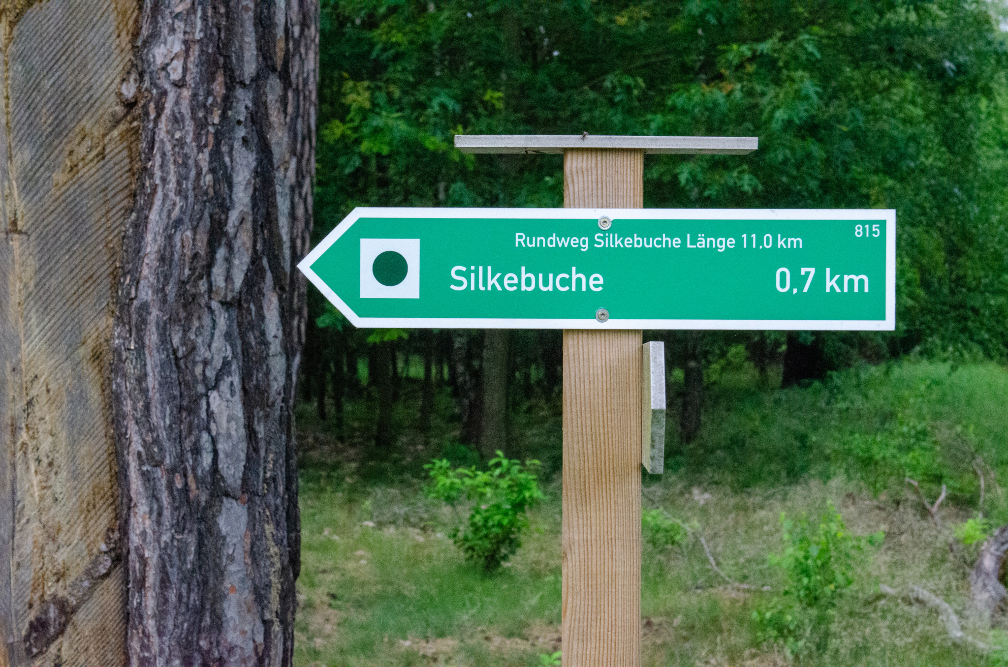 Wer Ausflugsziele in Brandenburg in der Natur sucht, wird die Silkebuche lieben