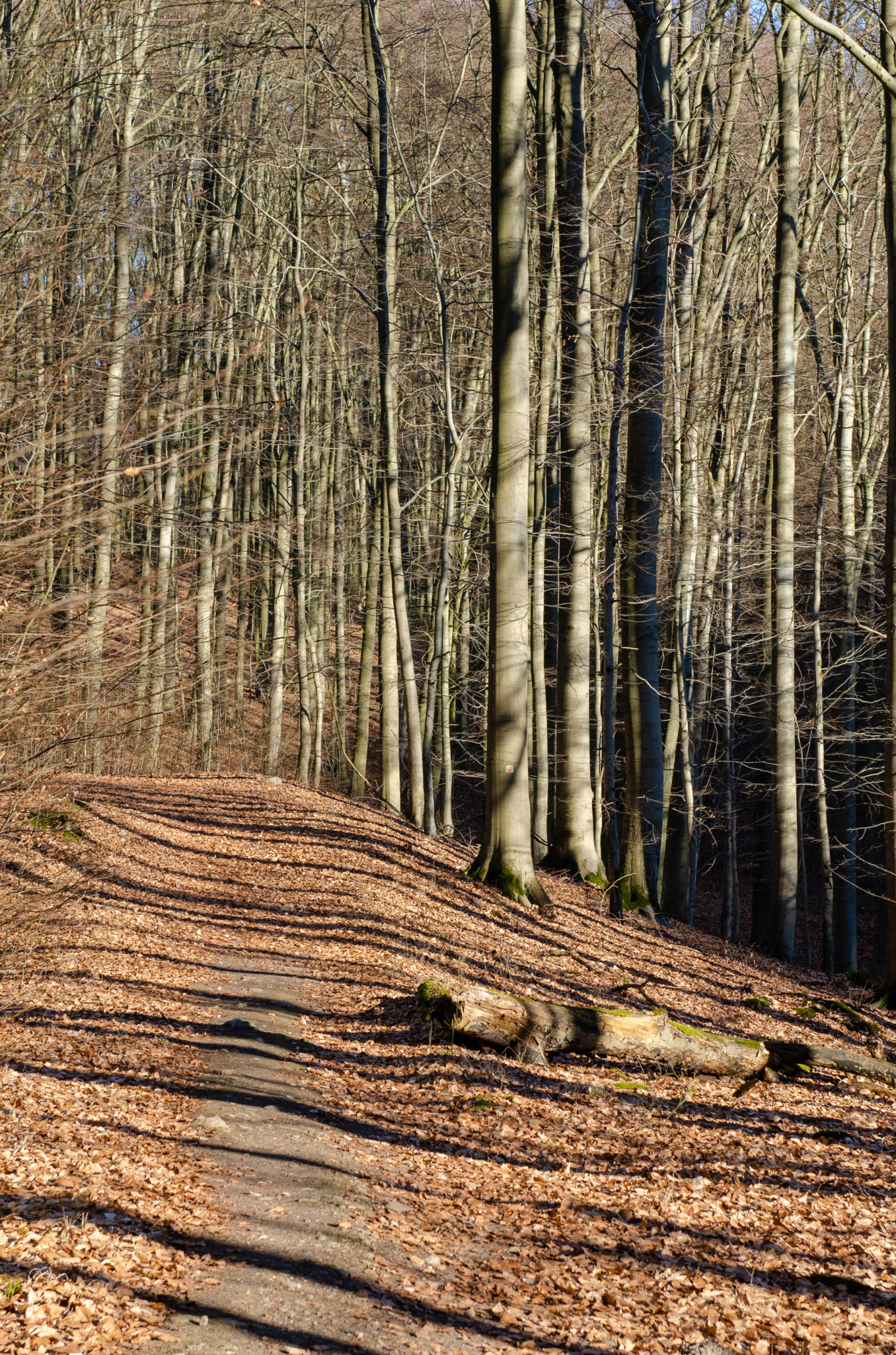 Der Grumsiner Buchenwald ist perfekt für eine Wanderung