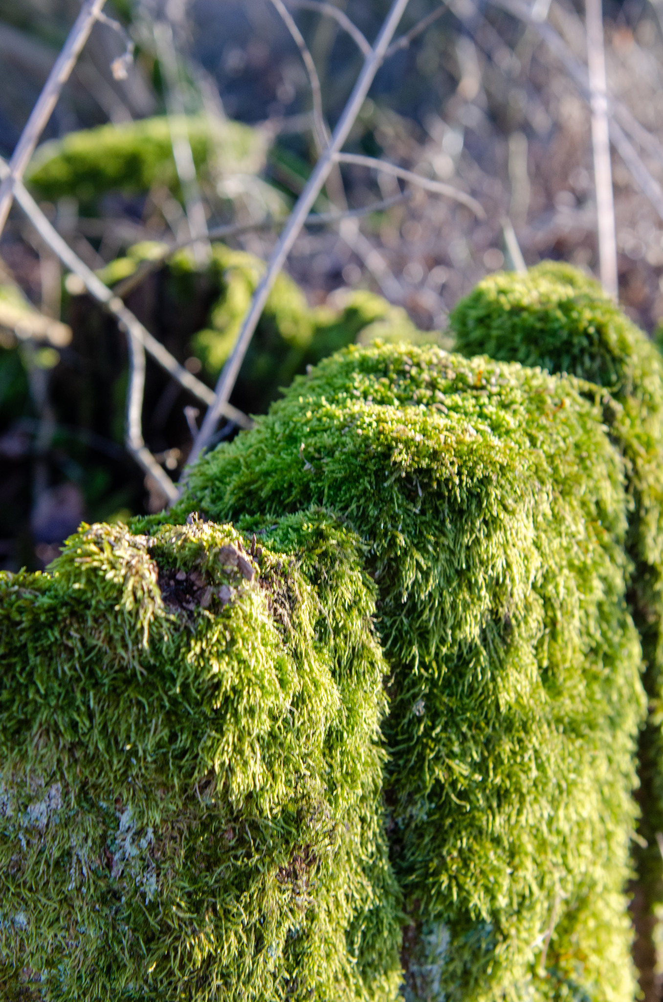 Landschaft im Grumsiner Buchenwald