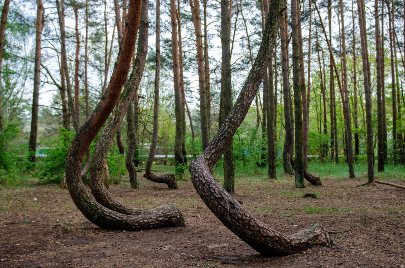Krummer Wald Polen Anfahrt