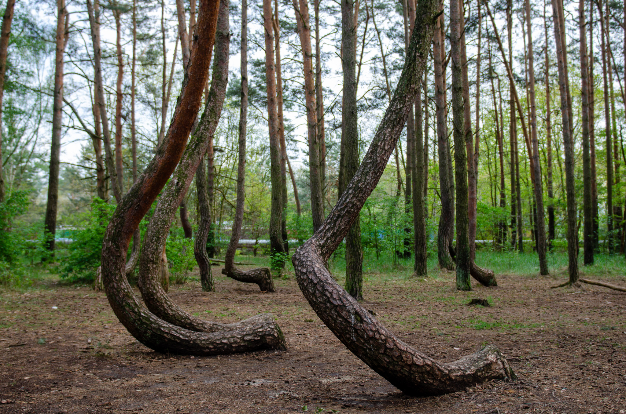 Der Krumme Wald in Gryfino ist definitiv ein sehenswertes Ausflugsziel ab Berlin