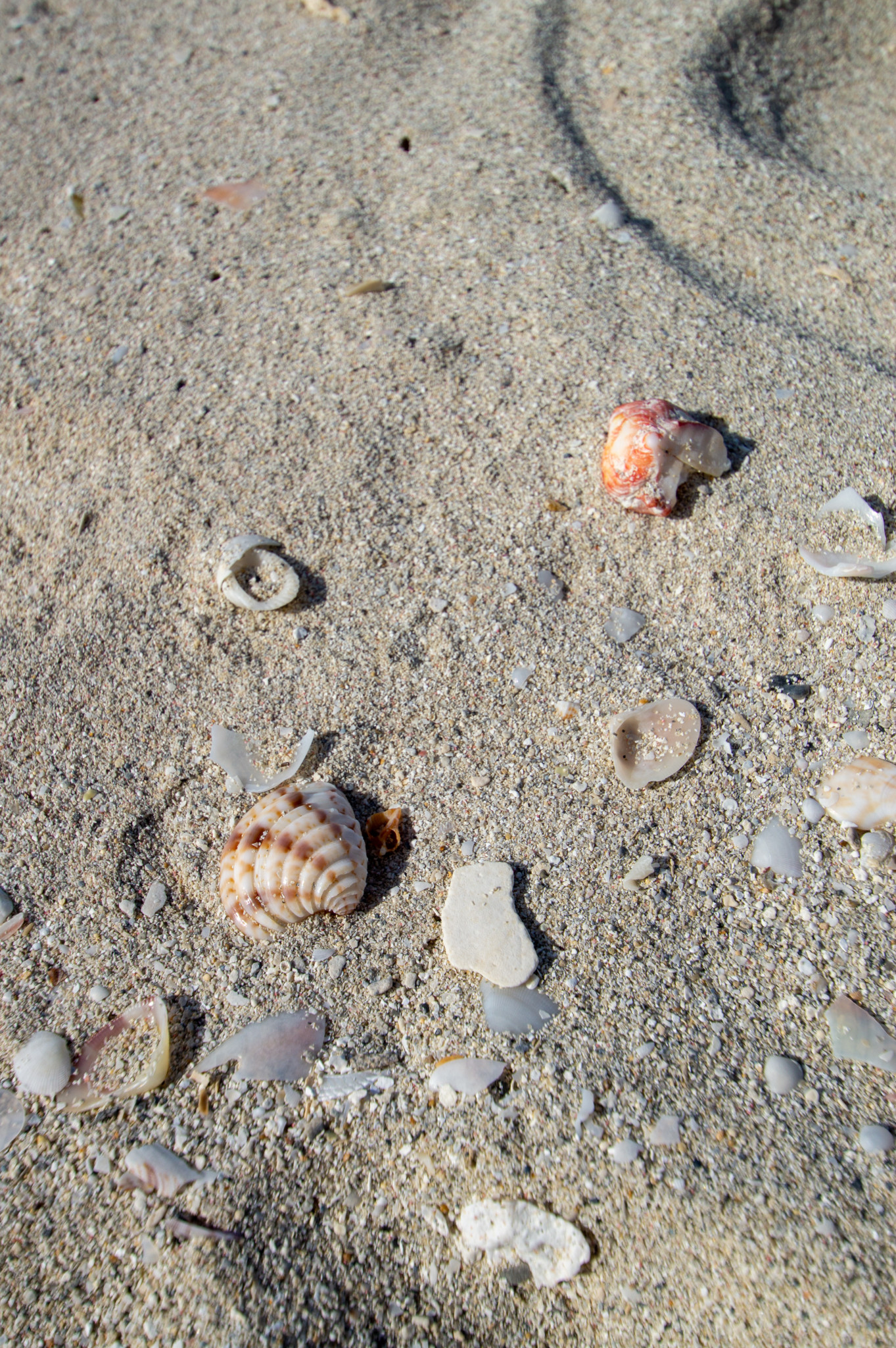 Muscheln am Strand von Varadero