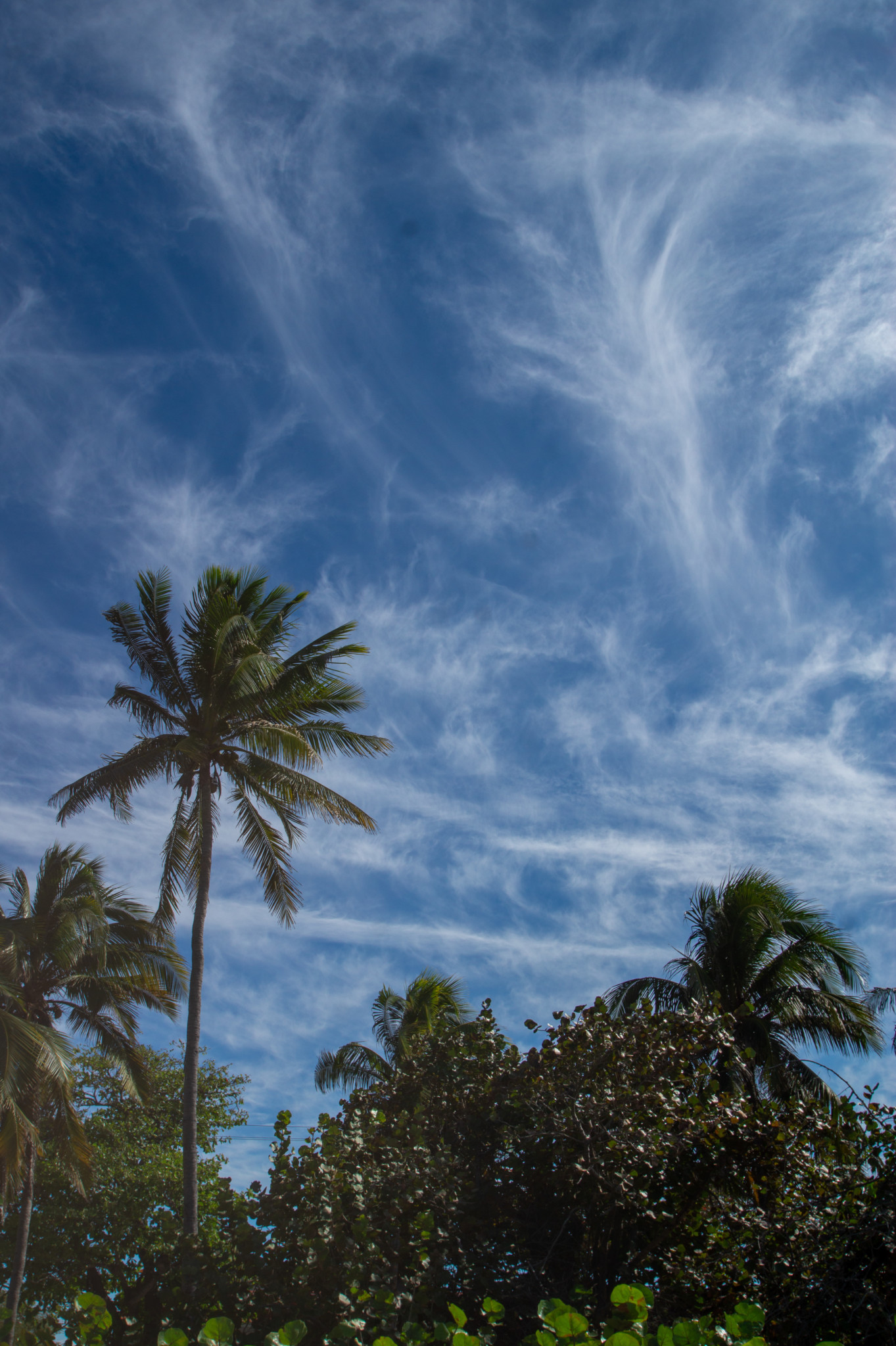 Palmen in Varadero